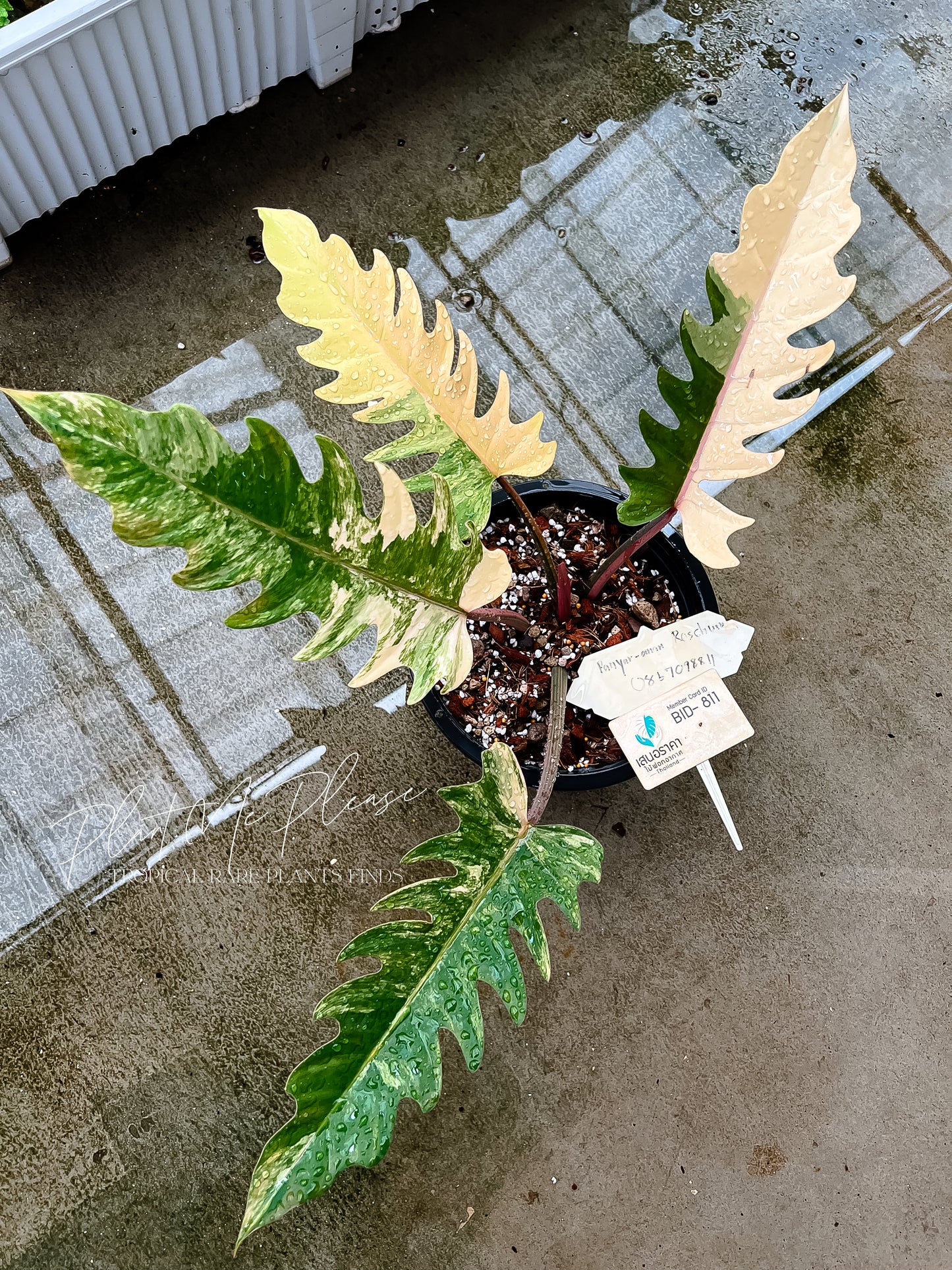 Philodendron Caramel Marble Variegated
