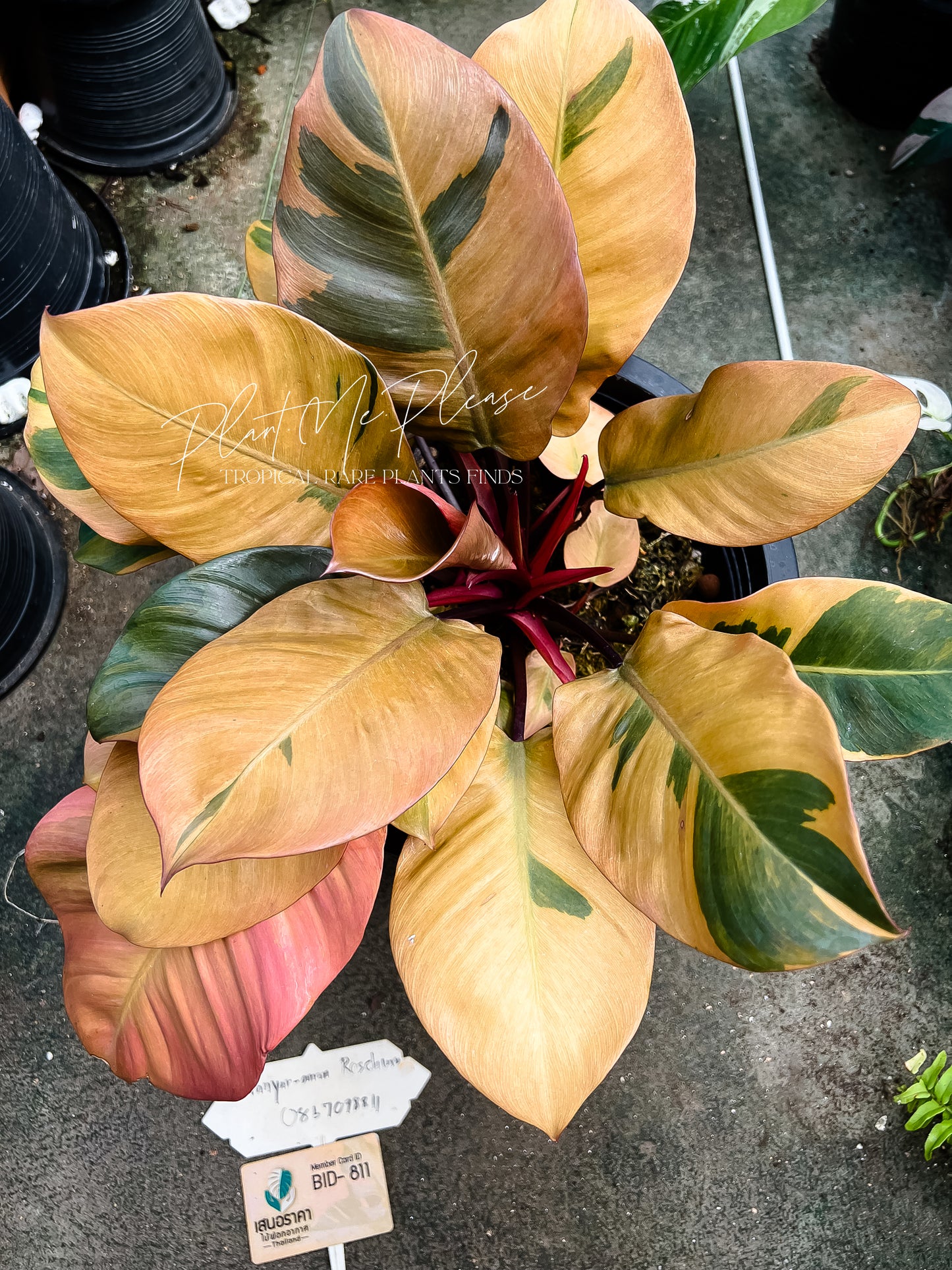 Philodendron Black Cardinal Variegated No.02