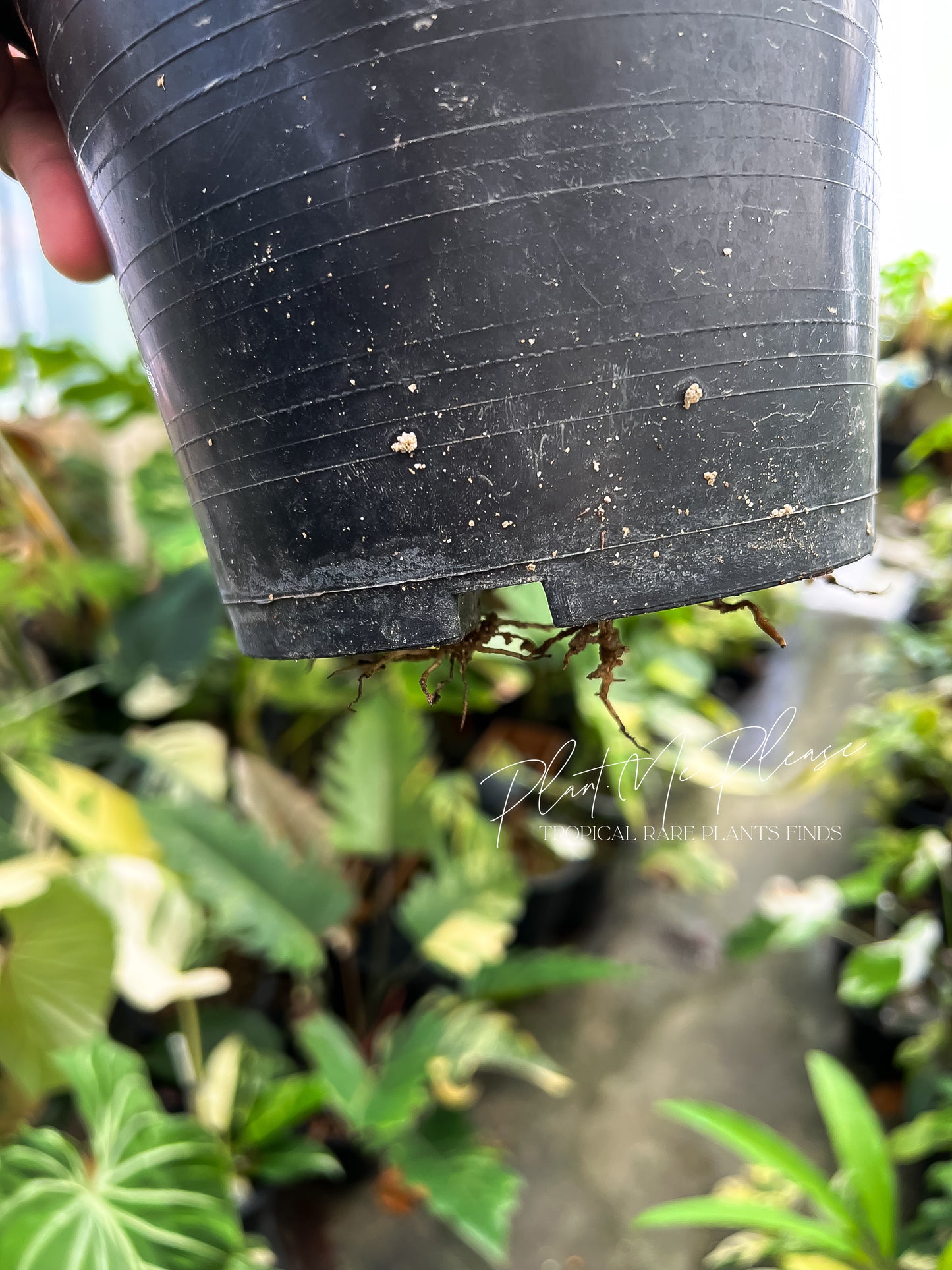 Rare Epipremnum Gigateum Mint Variegated