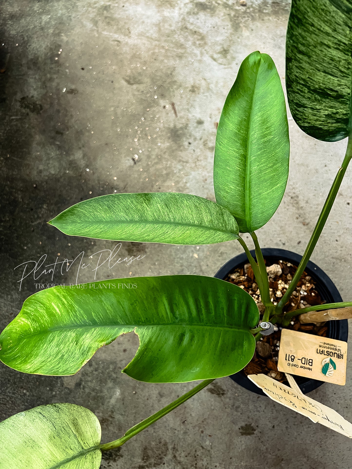 Rare Epipremnum Gigateum Mint Variegated