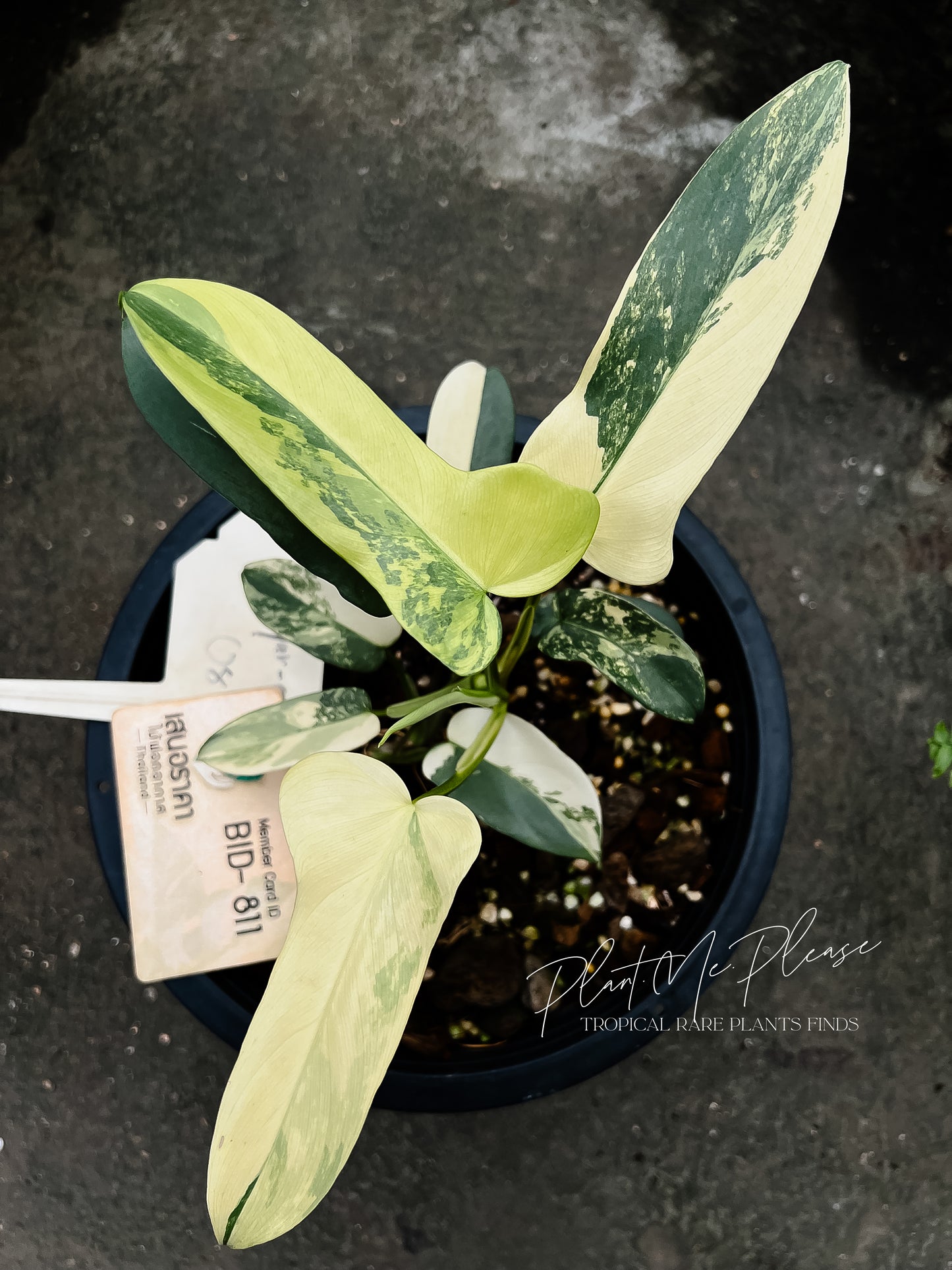 Philodendron Bipennifolium variegated