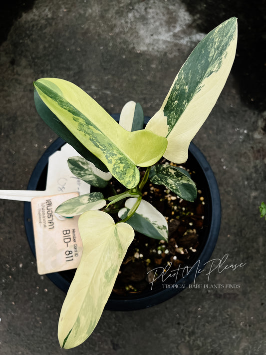 Philodendron Bipennifolium variegated