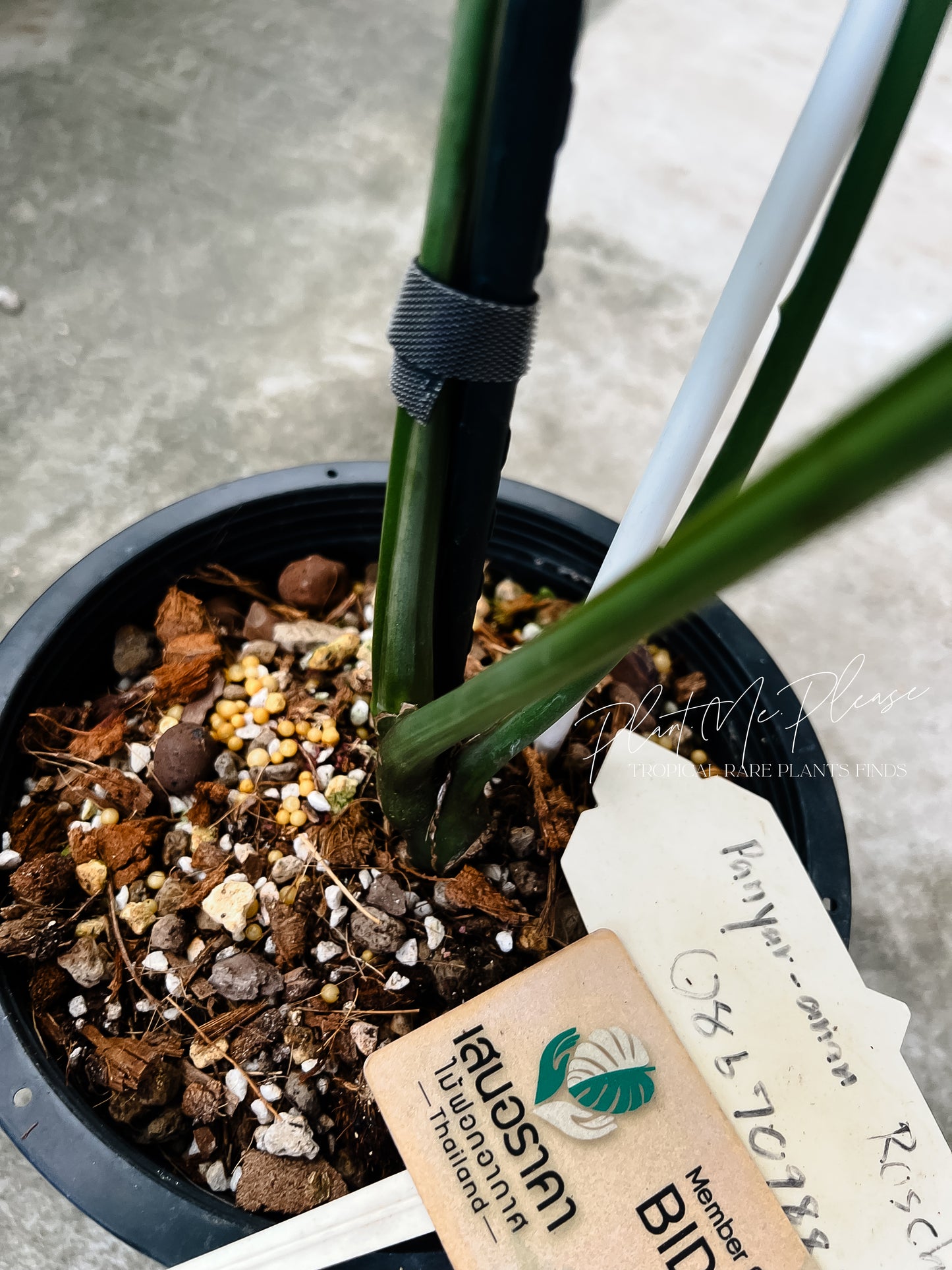 Rare Epipremnum Gigateum Mint Variegated