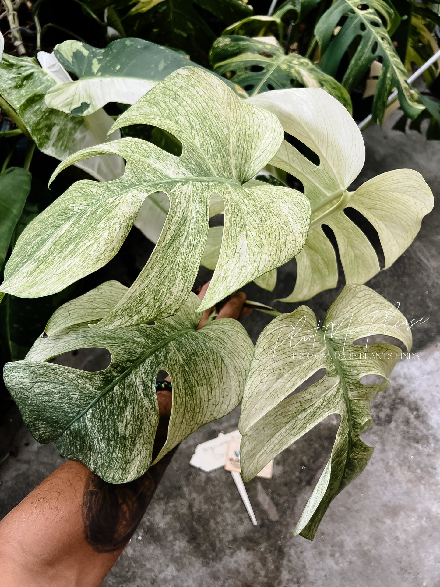 Monstera Deliciosa x Borsigiana Full Mint Variegated