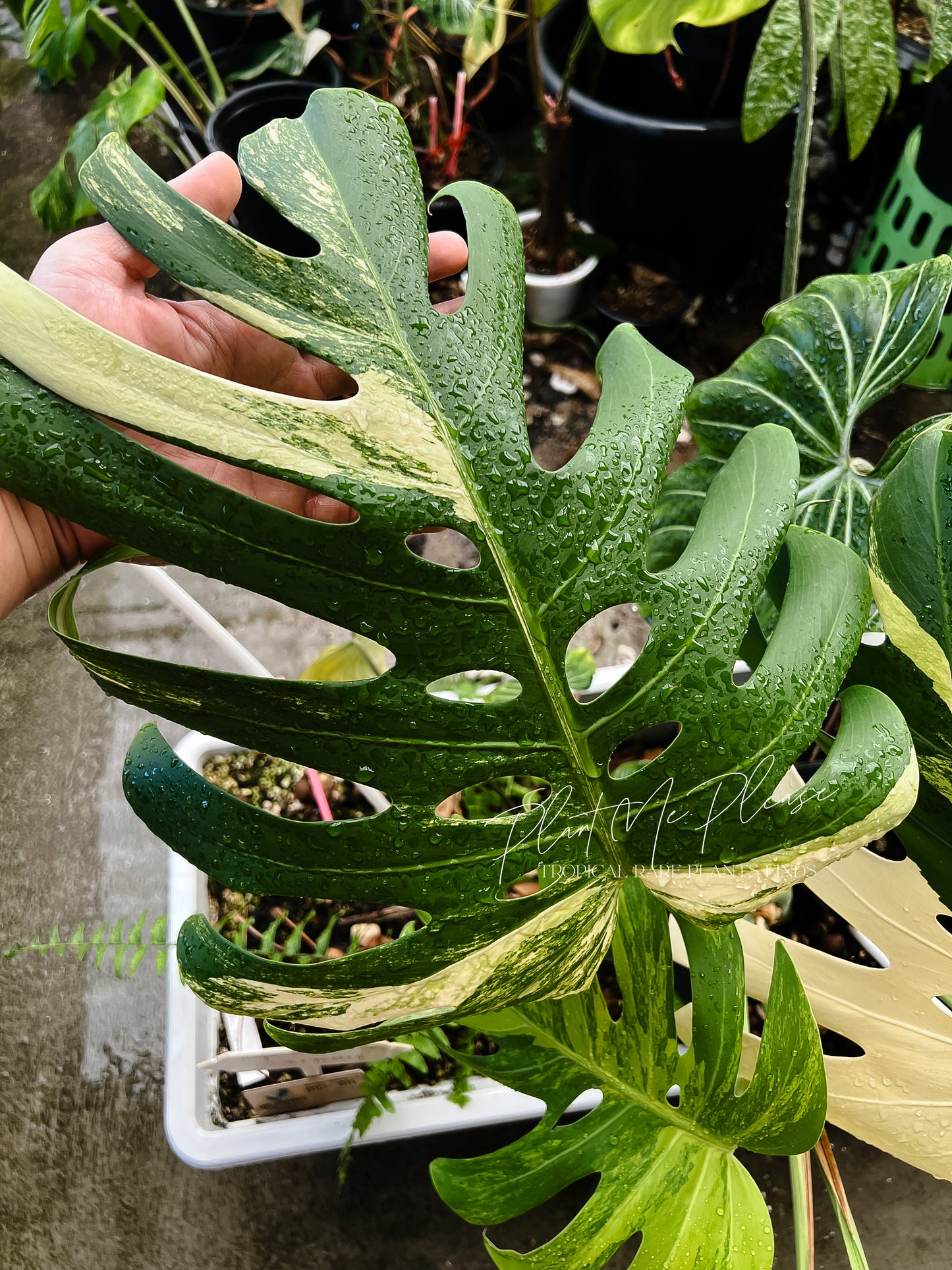 Monstera Deliciosa Aurea Variegated (Borsigiana)
