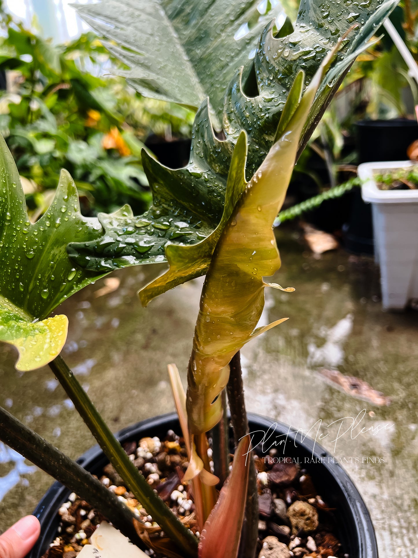 Philodendron Caramel Marble Variegated