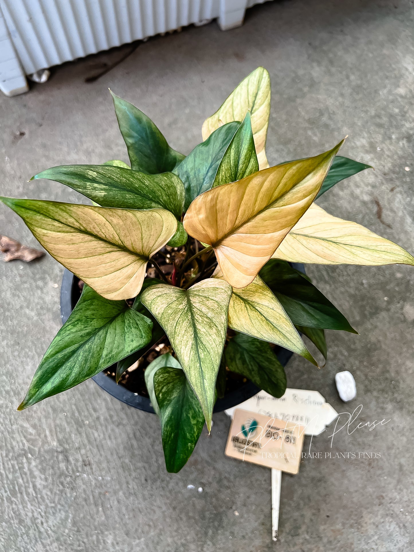 Homalomena Pink Diamond Full Mint Variegated