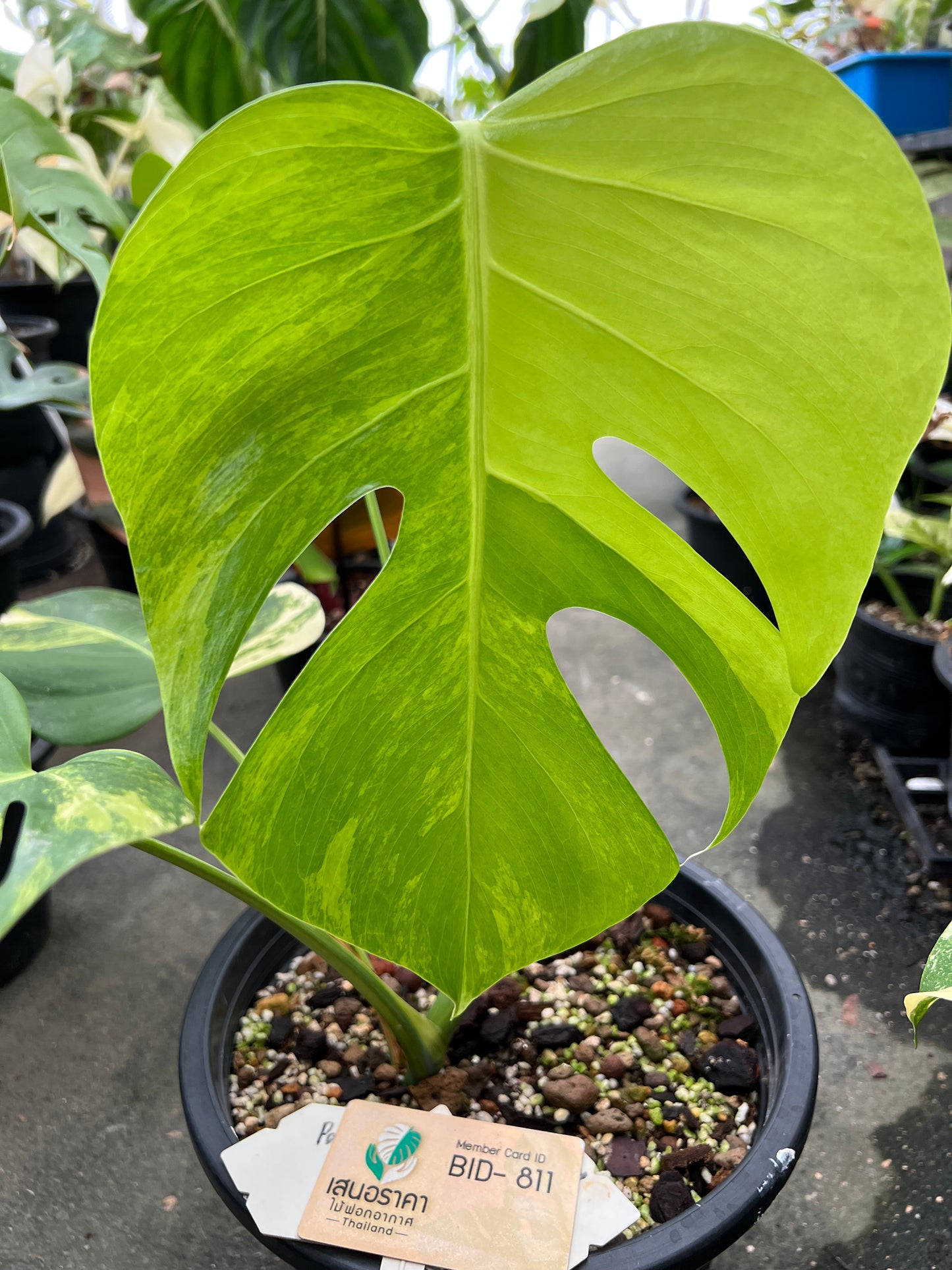 Monstera Borsigiana Aurea Vareiagated