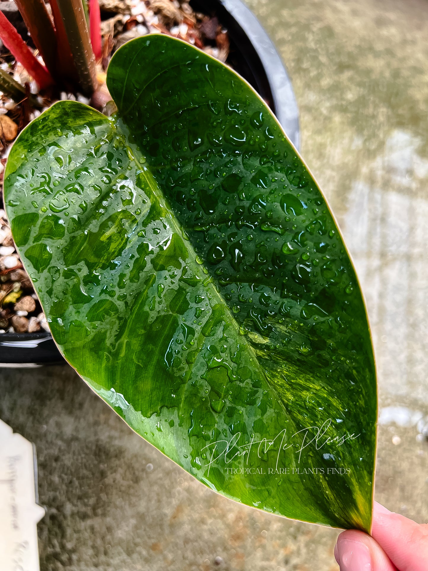 Rare Philodendron Yellow Congo Variegated Original