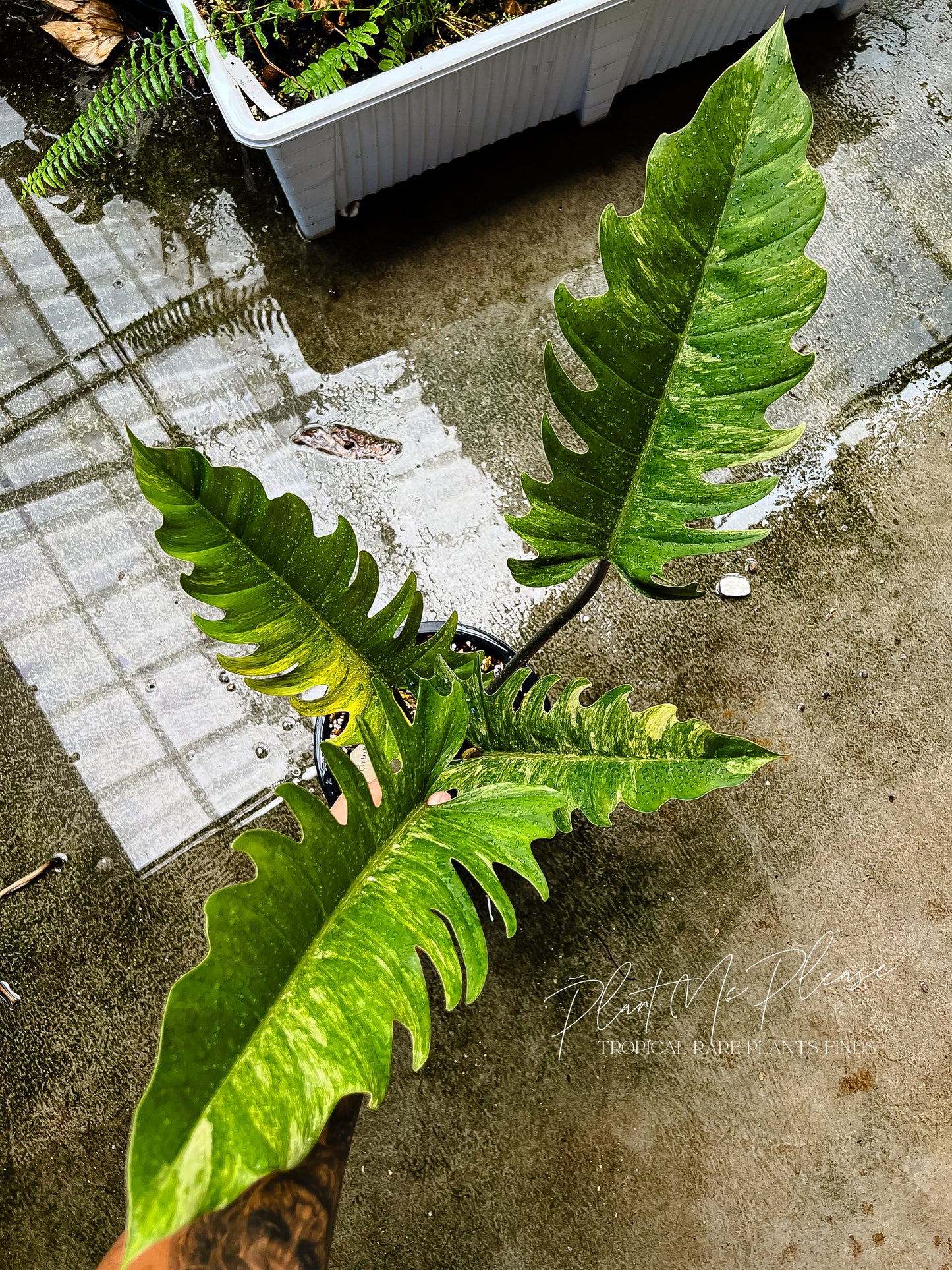 Philodendron Caramel Marble Variegated