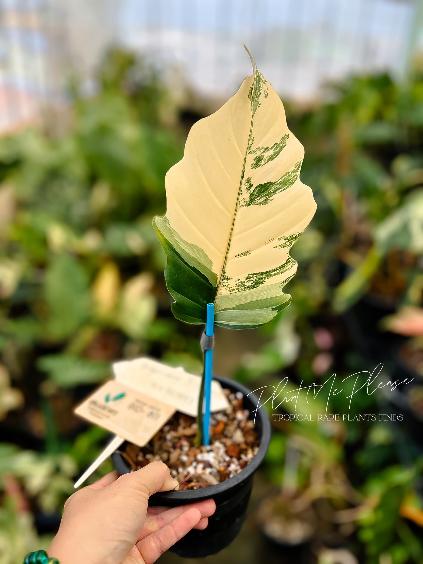 Philodendron Caramel Marble Variegated