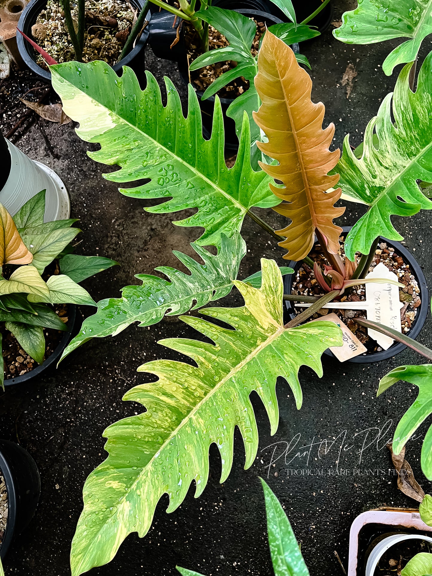 Philodendron Caramel Marble Variegated