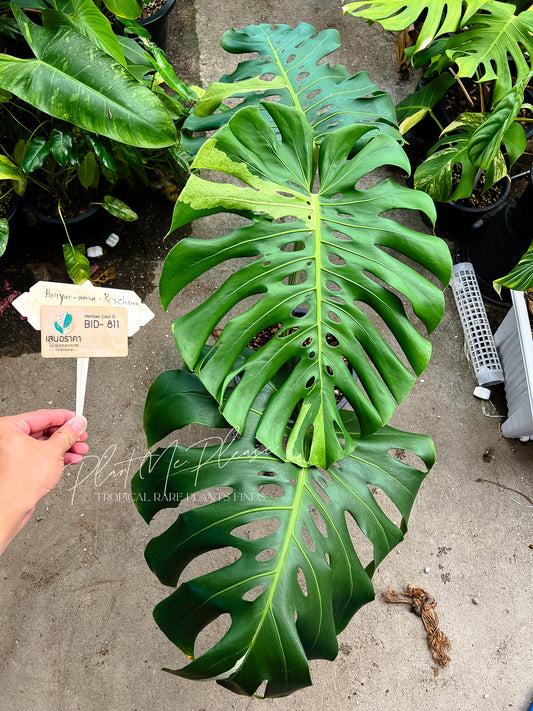 Monstera Deliciosa Mint White Tears