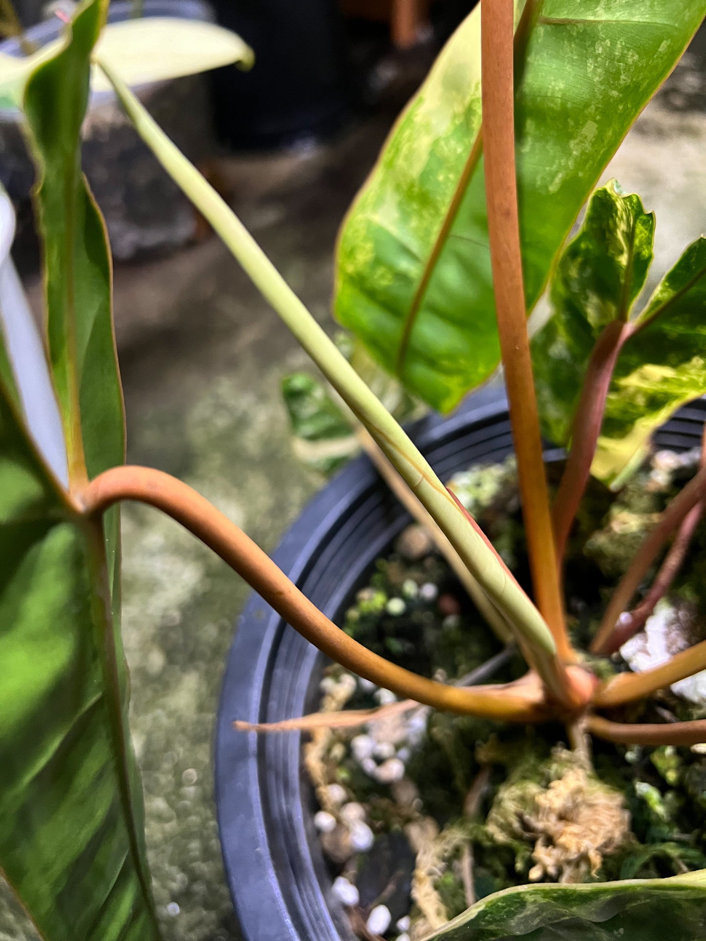 Philodendron Billietiae Variegated