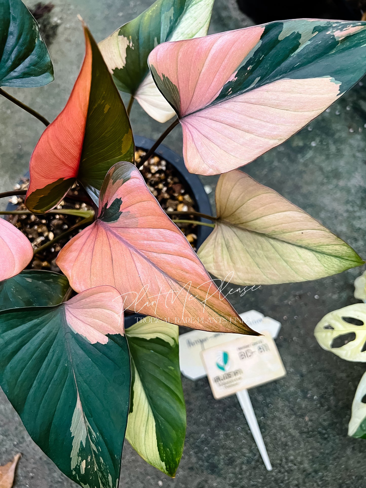 Homalomena Pink Diamond Variegated