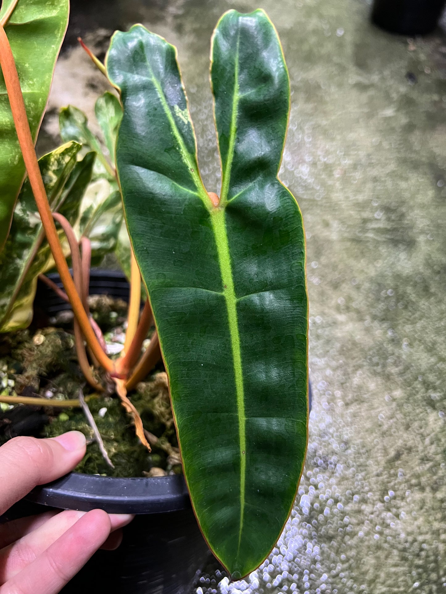 Philodendron Billietiae Variegated