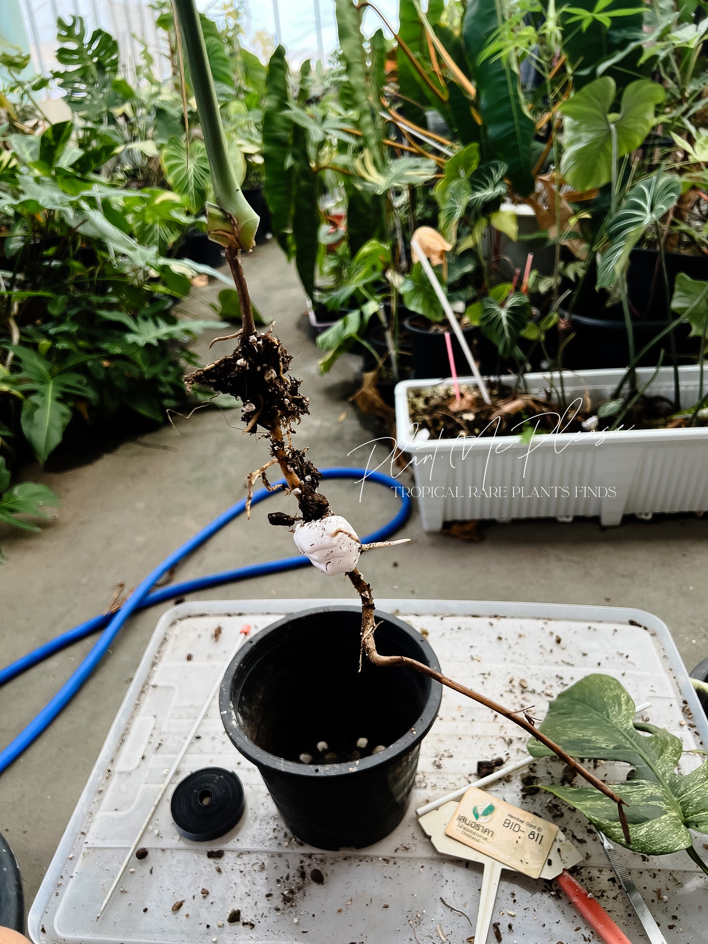 Monstera Deliciosa x Borsigiana Full Mint Variegated