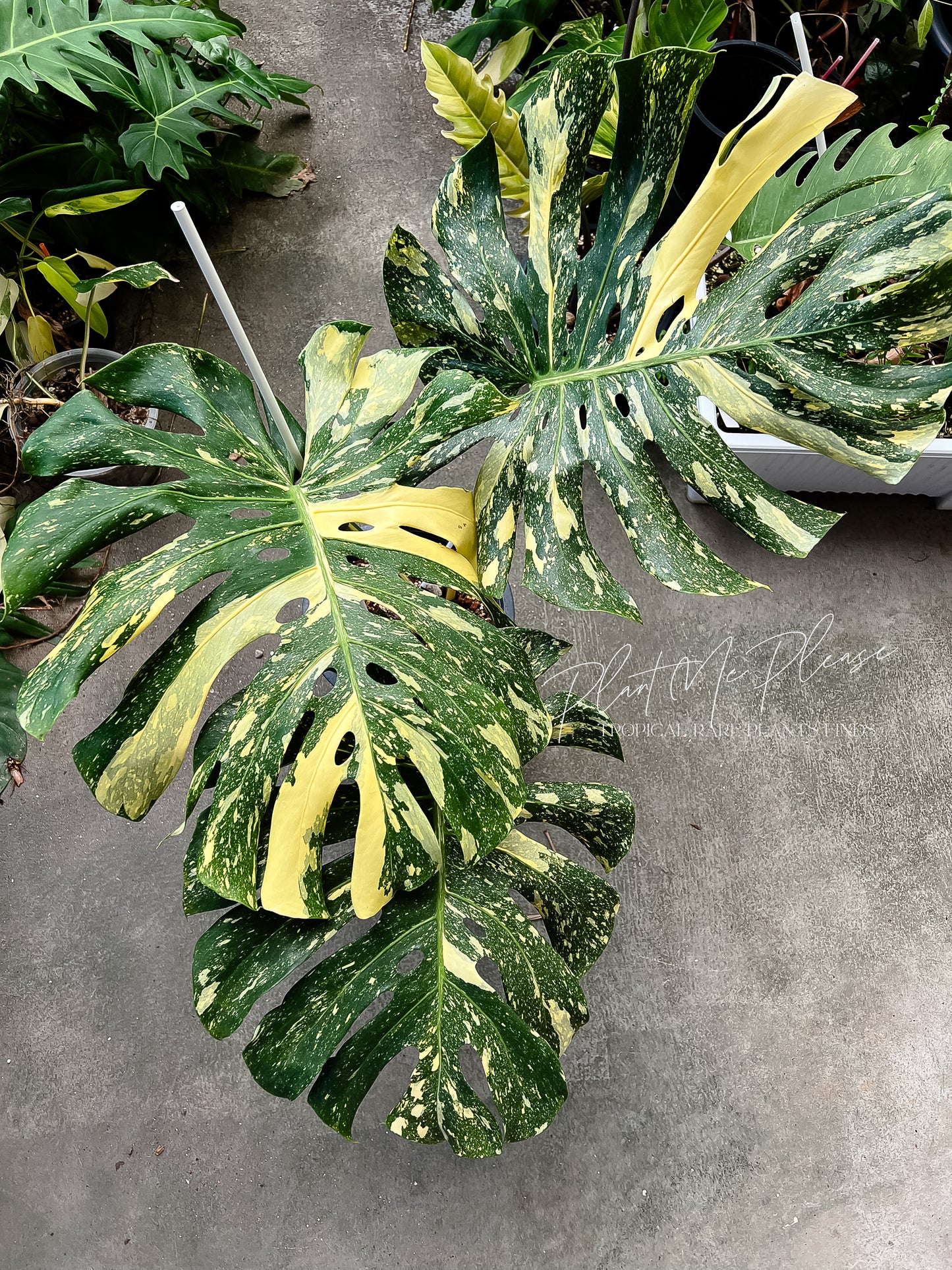 Monstera Deliciosa Thai Constellation “ Creme Brulee “