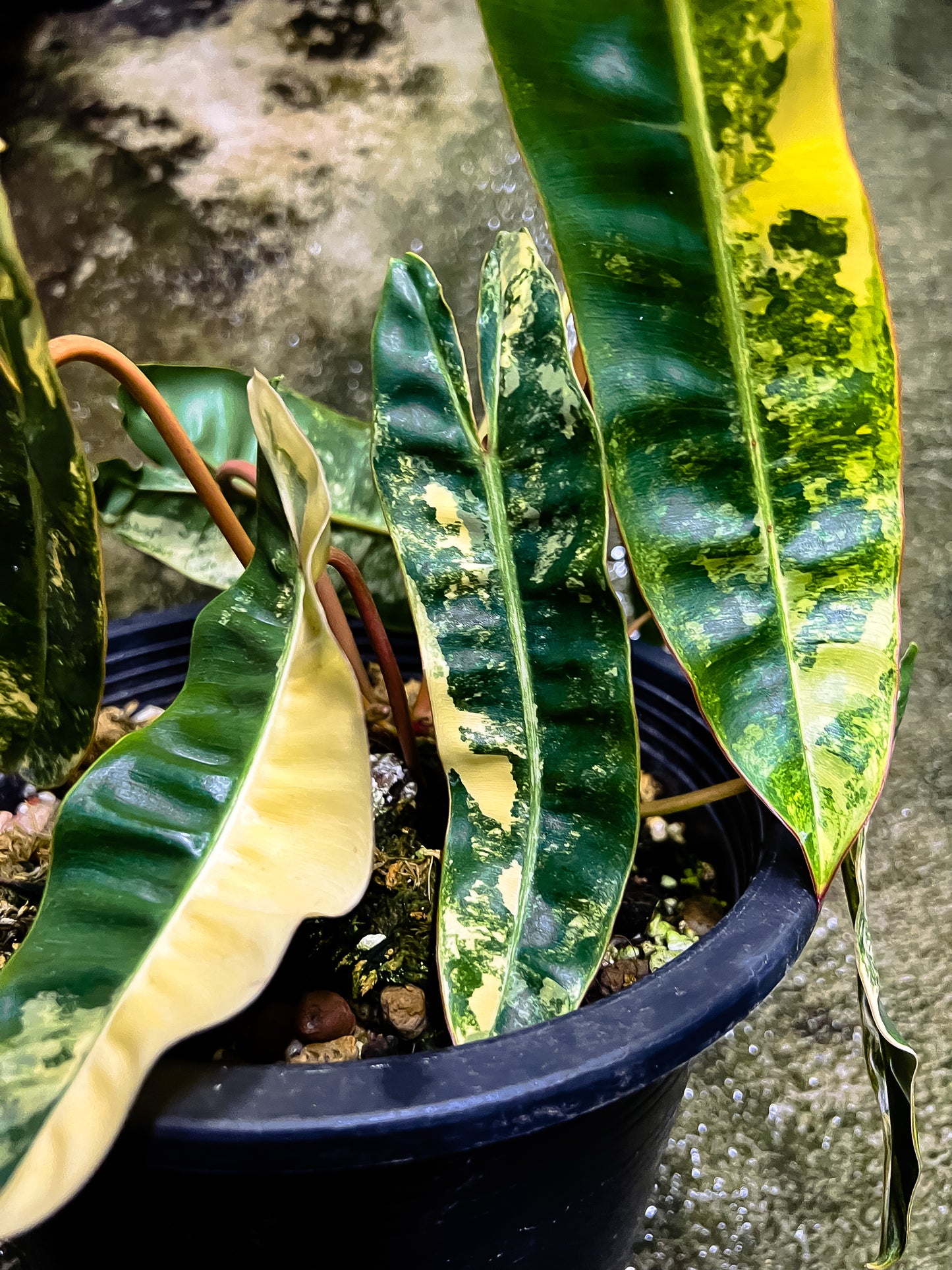 Philodendron Billietiae Variegated