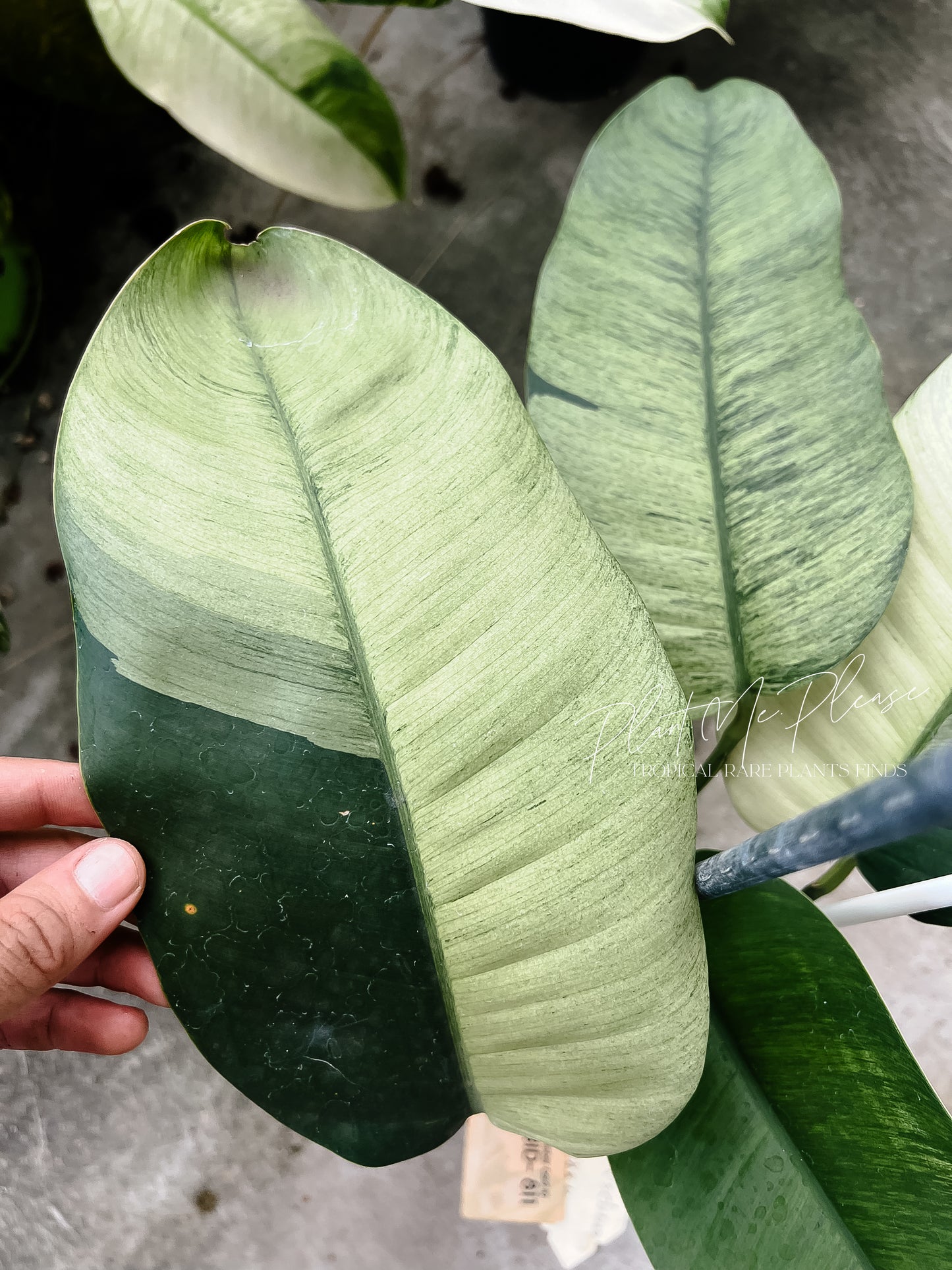 Rare Epipremnum Gigateum Mint Variegated