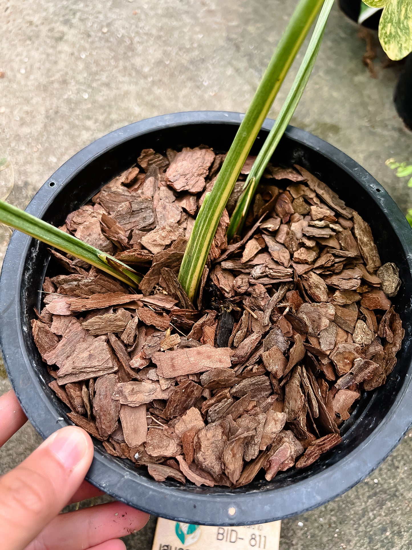 Monstera Deliciosa Legacy