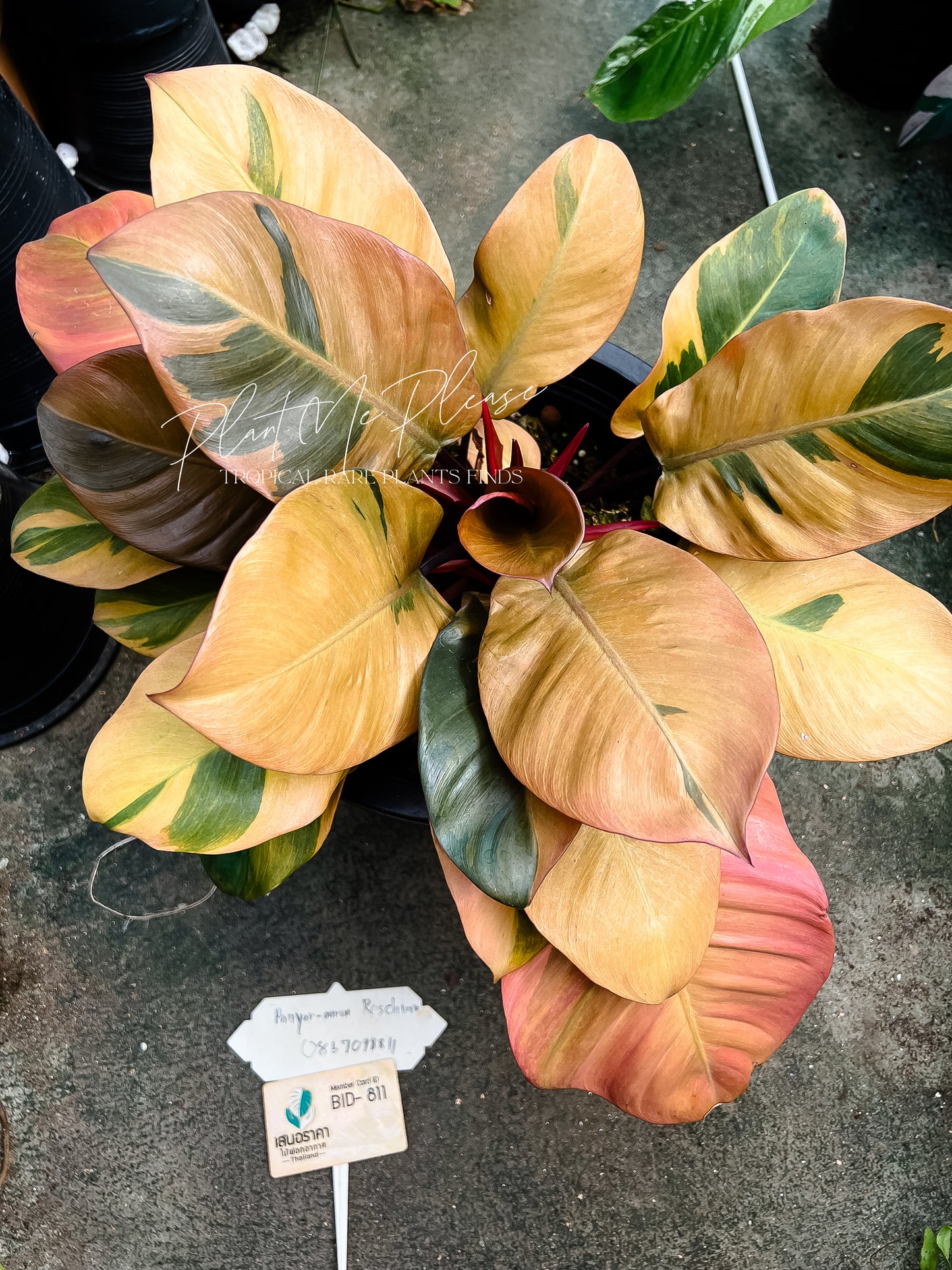 Philodendron Black Cardinal Variegated No.02