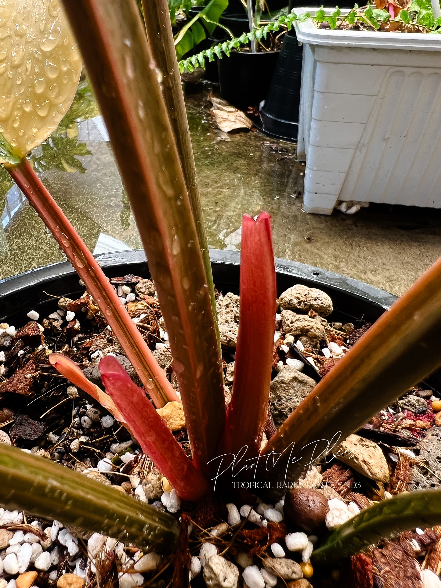 Rare Philodendron Yellow Congo Variegated Original