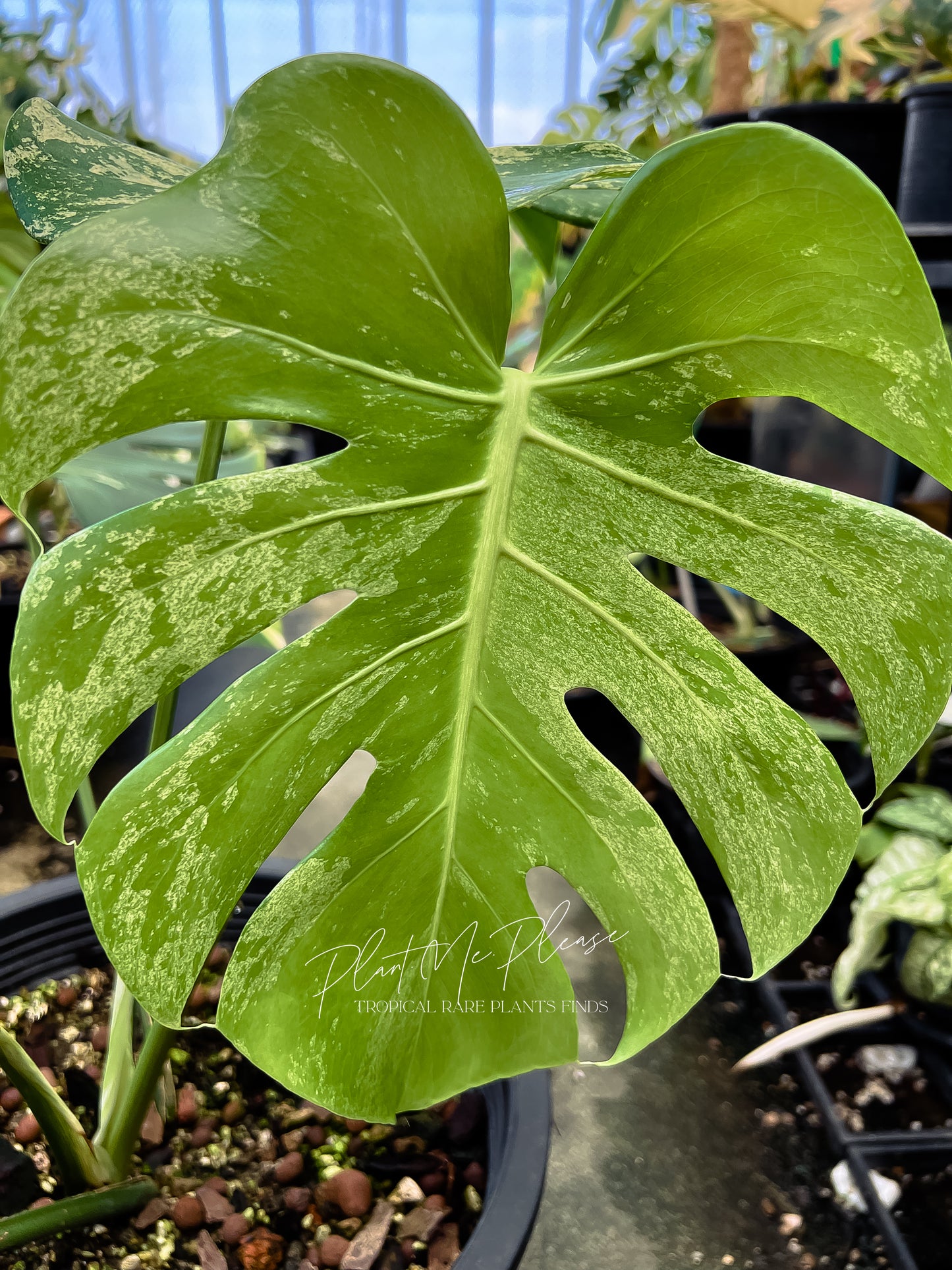 Monstera Deliciosa White Monster