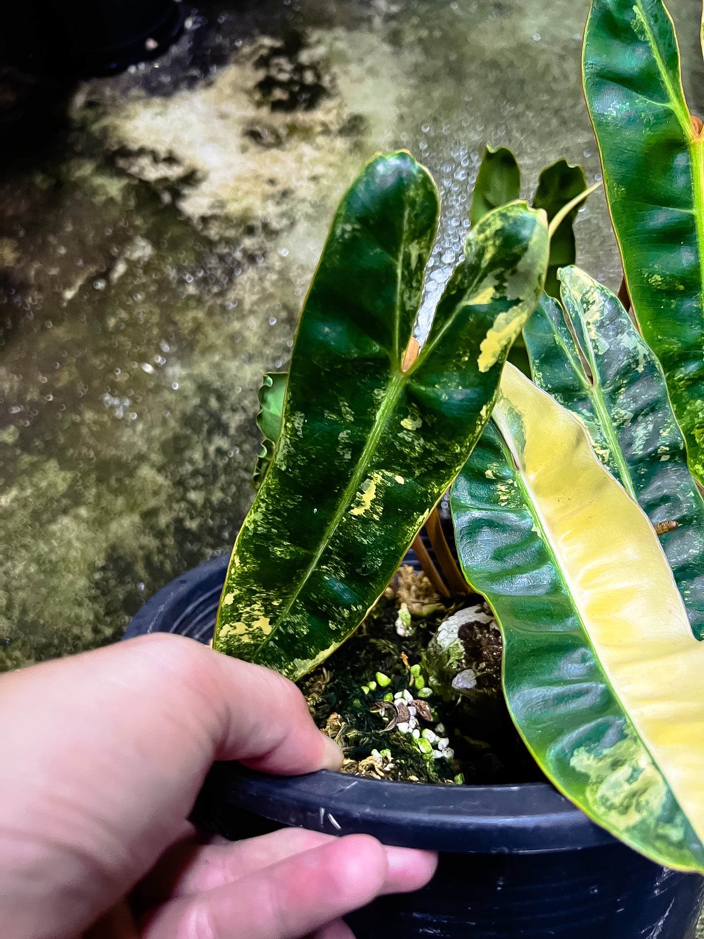 Philodendron Billietiae Variegated