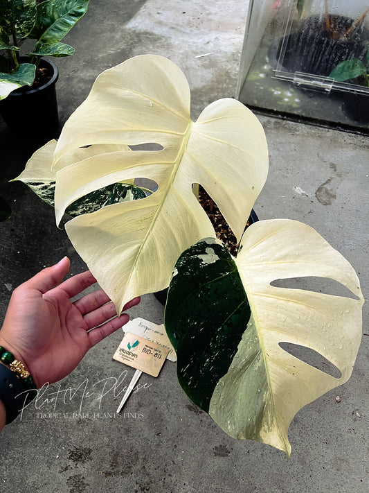 Monstera Deliciosa x Borsigiana Full Mint Variegated