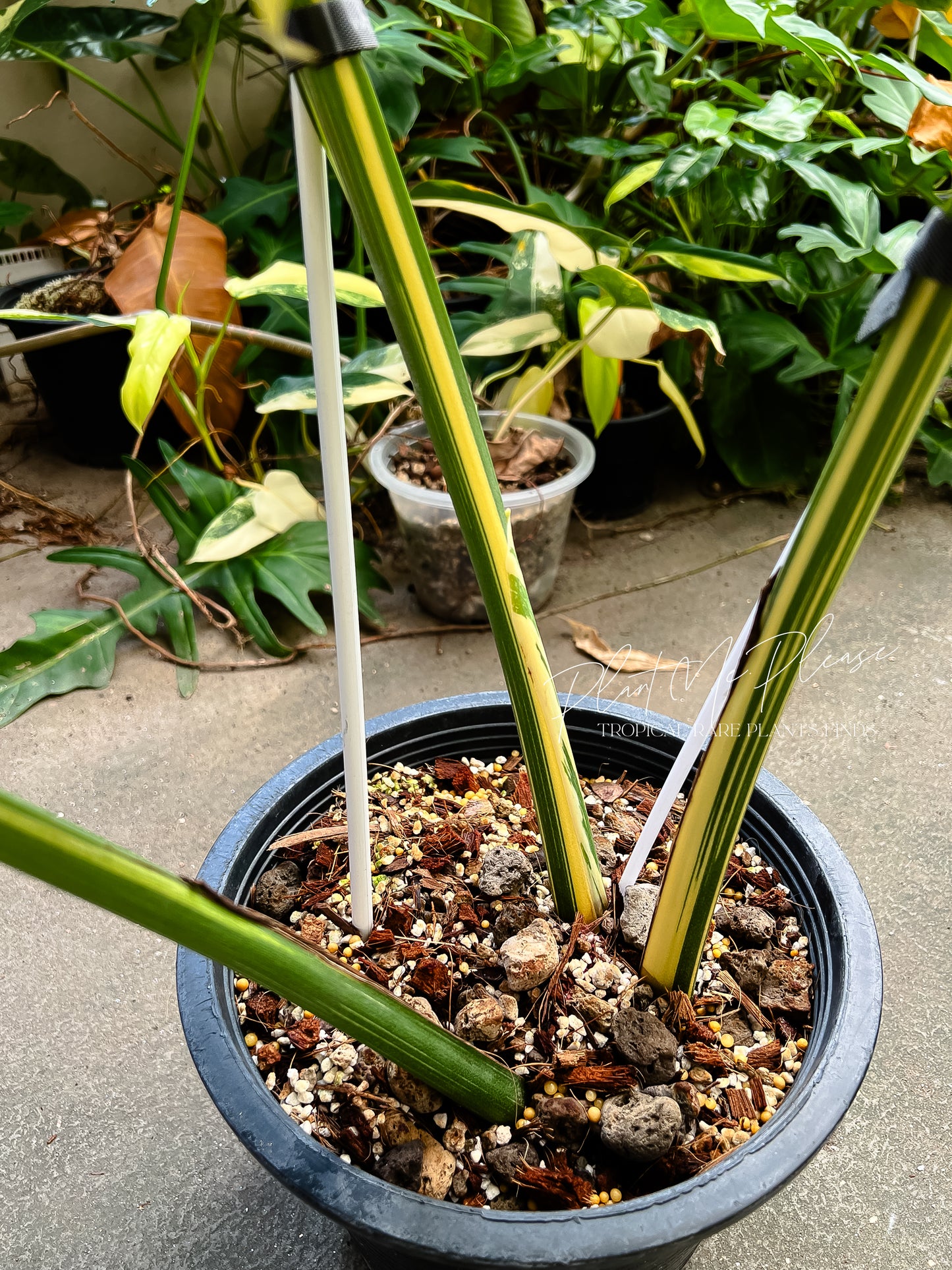 Monstera Deliciosa Thai Constellation “ Creme Brulee “