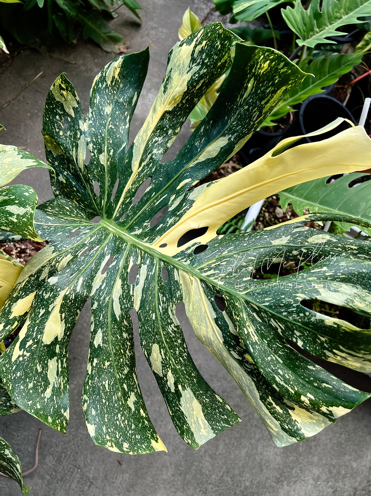 Monstera Deliciosa Thai Constellation “ Creme Brulee “