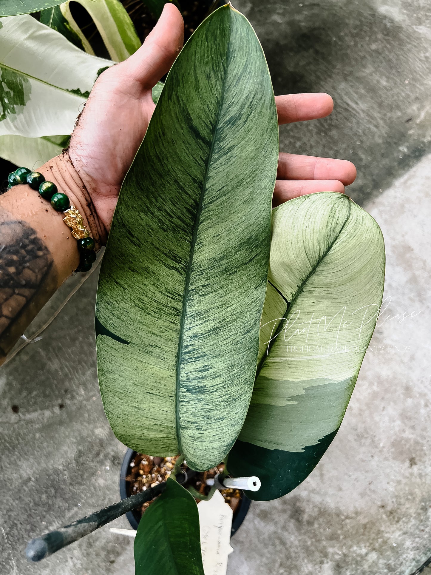 Rare Epipremnum Gigateum Mint Variegated