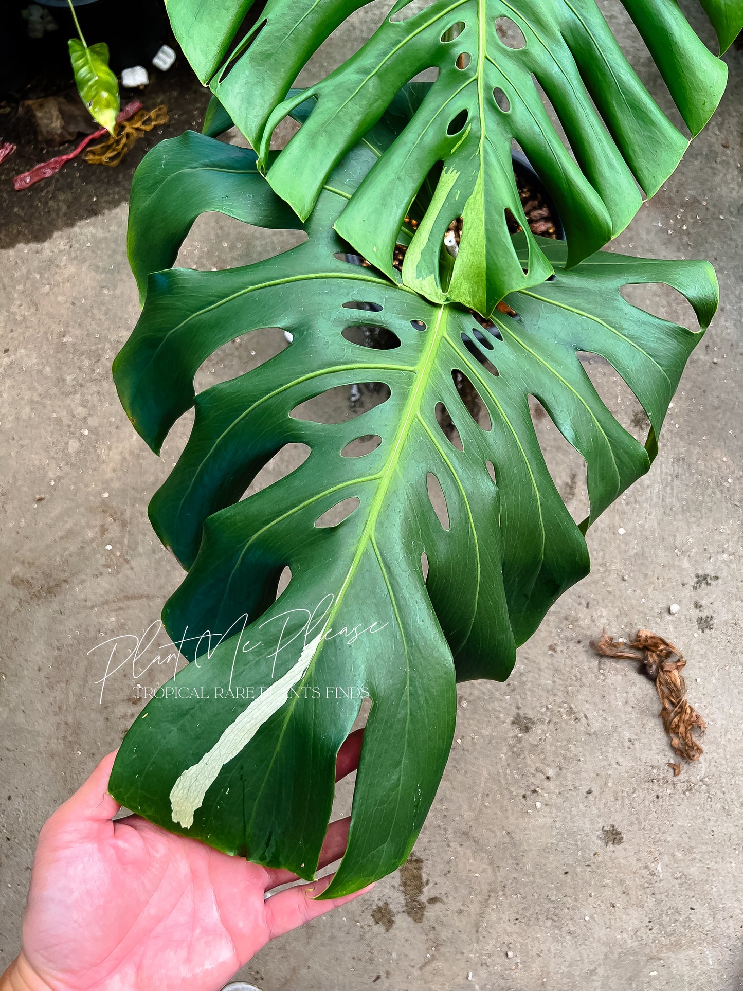 Monstera Deliciosa Mint White Tears