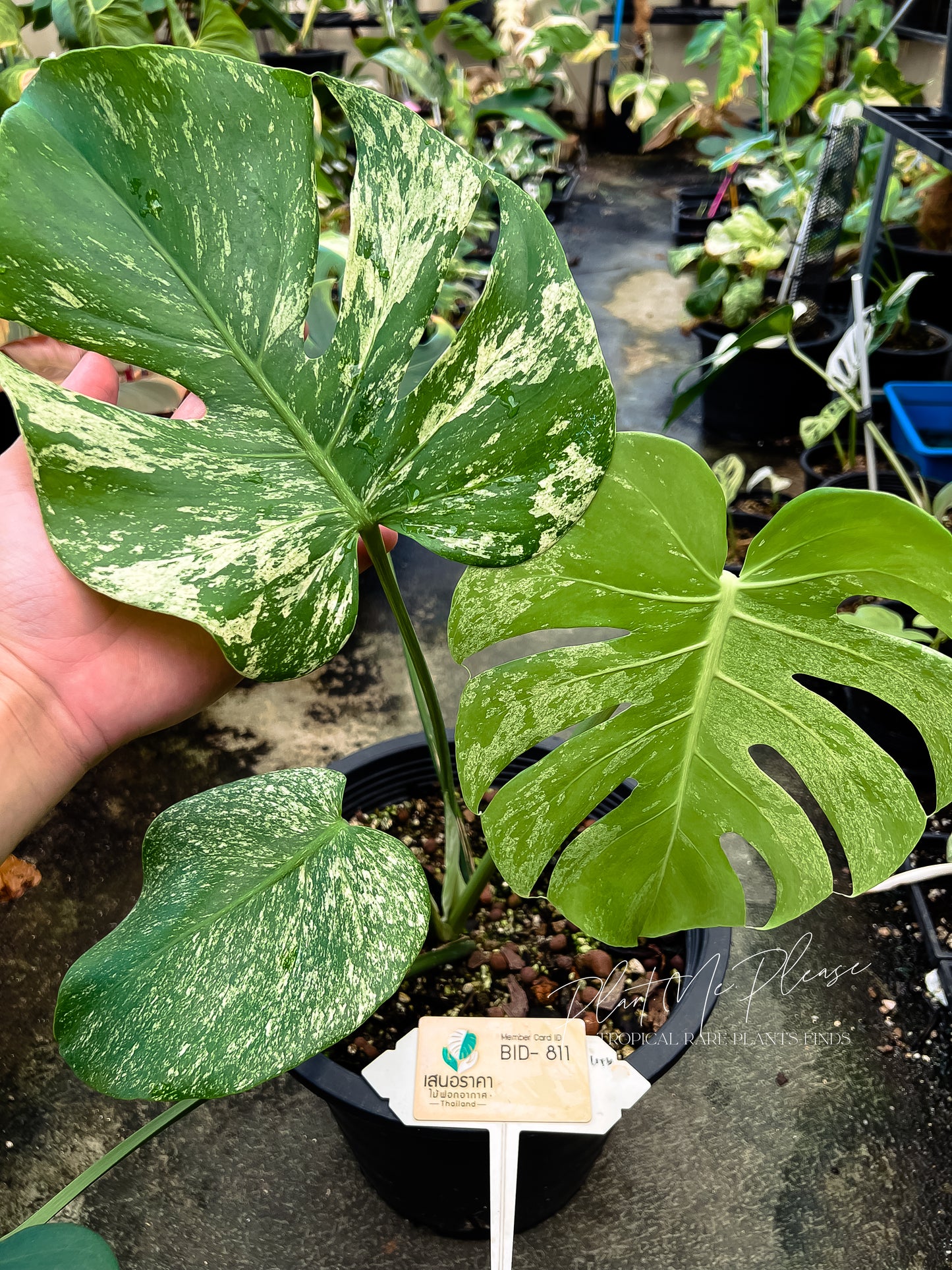 Monstera Deliciosa White Monster