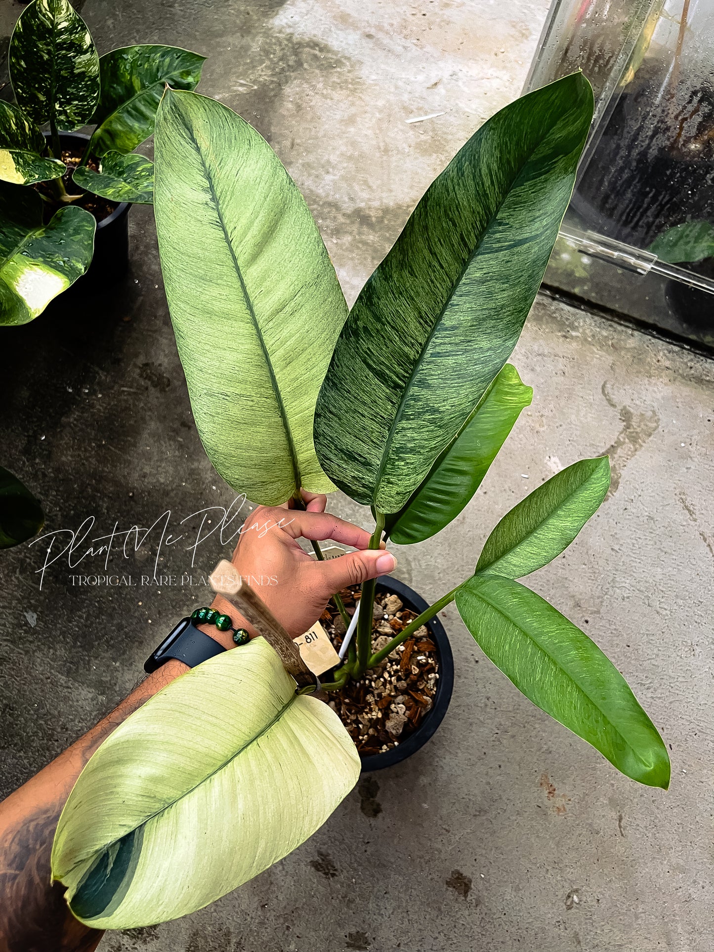 Rare Epipremnum Gigateum Mint Variegated