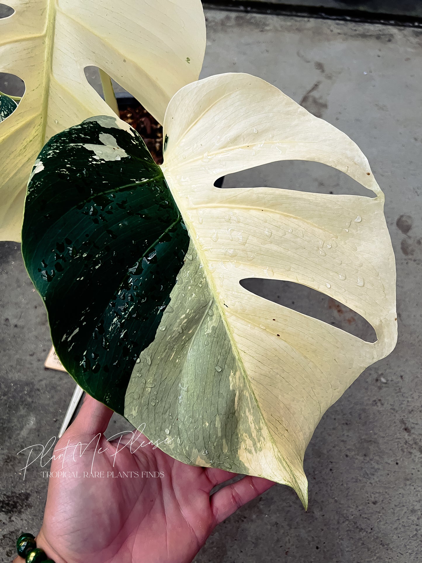 Monstera Deliciosa x Borsigiana Full Mint Variegated