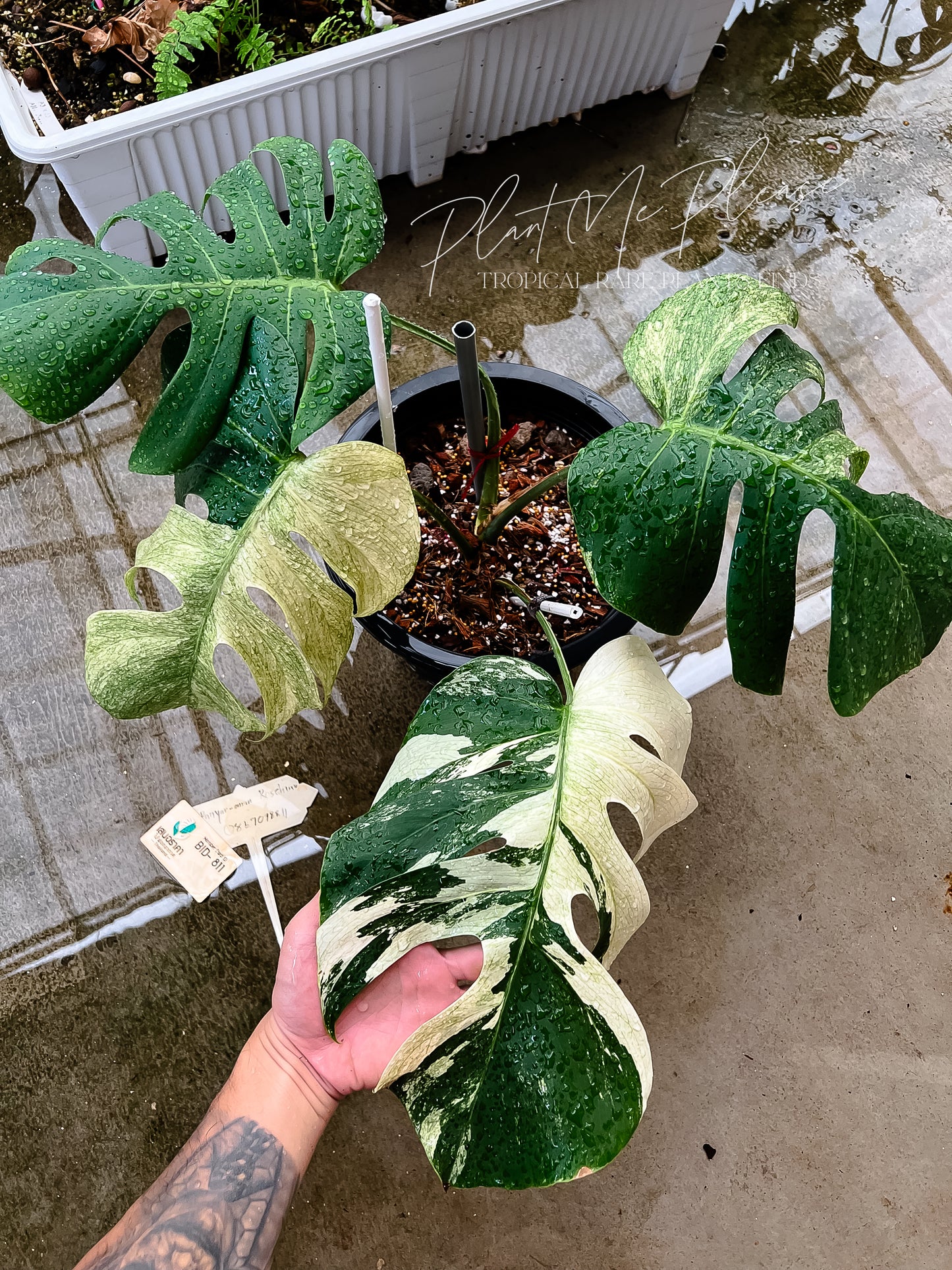 Monstera Deliciosa x Borsigiana Mint Variegated