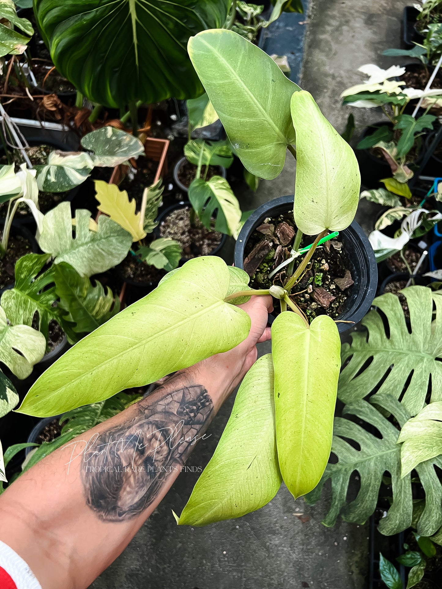 Philodendron Mottled Whipple Way Variegated