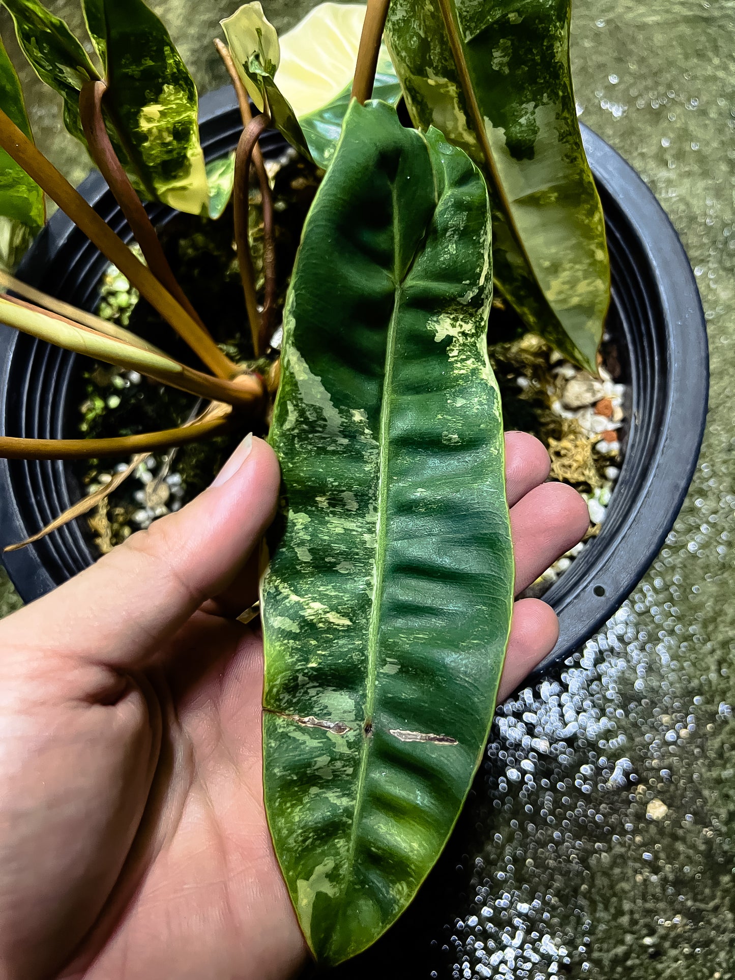 Philodendron Billietiae Variegated