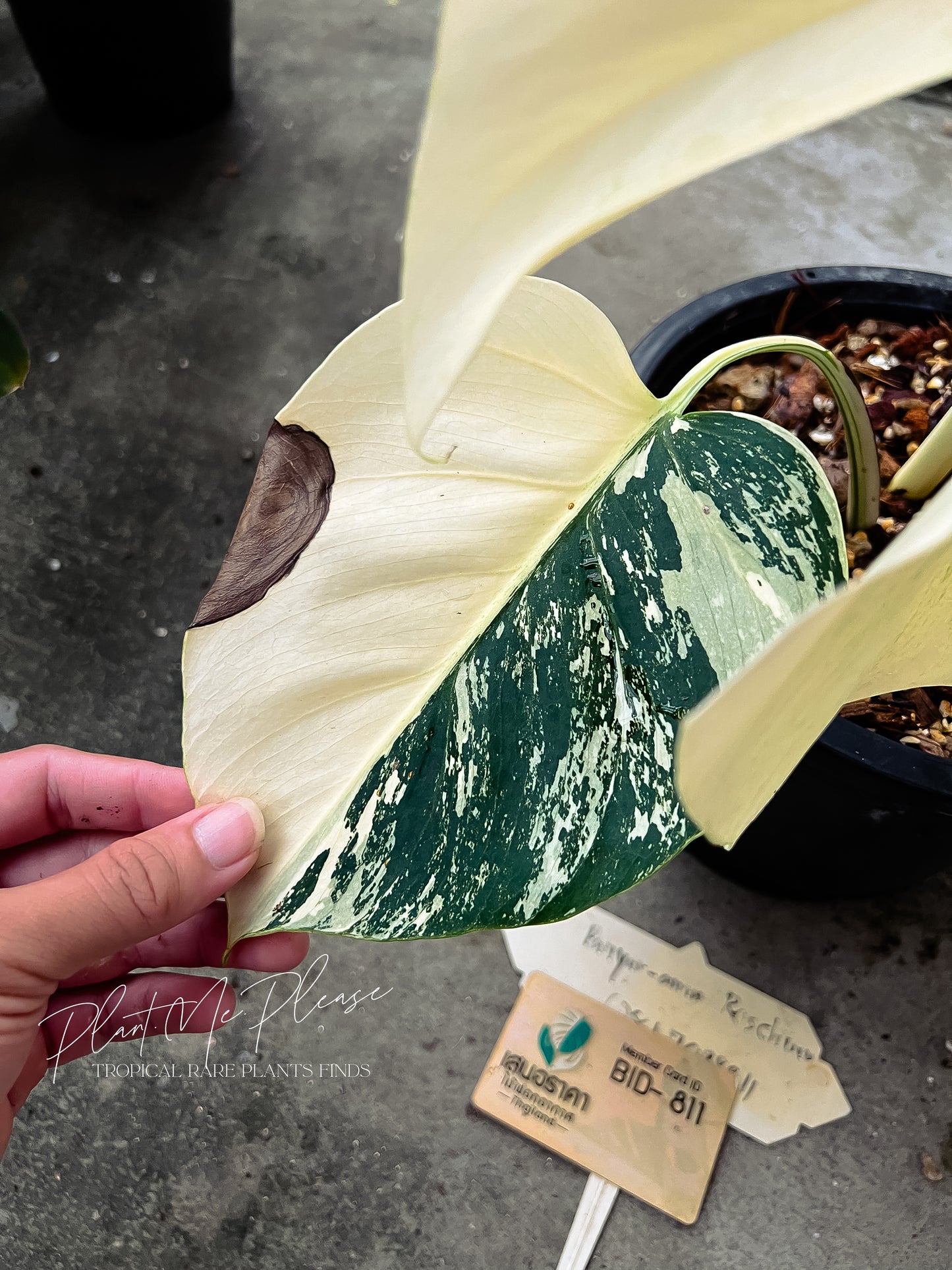 Monstera Deliciosa x Borsigiana Full Mint Variegated