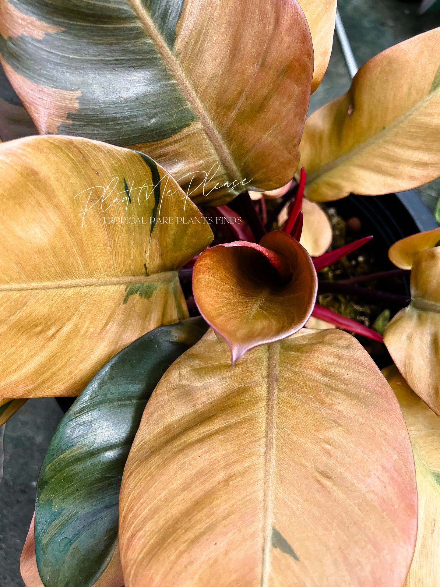 Philodendron Black Cardinal Variegated No.02