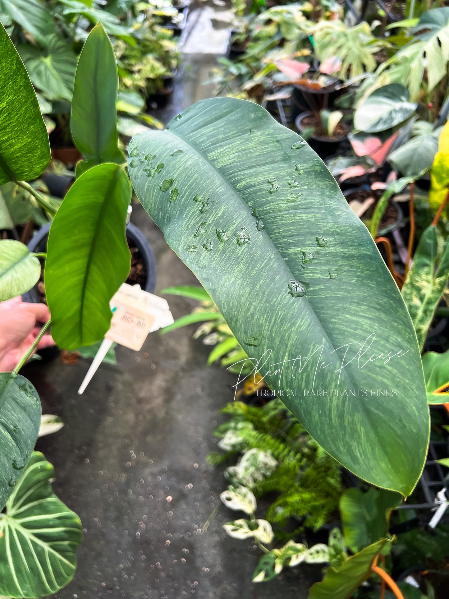 Rare Epipremnum Gigateum Mint Variegated