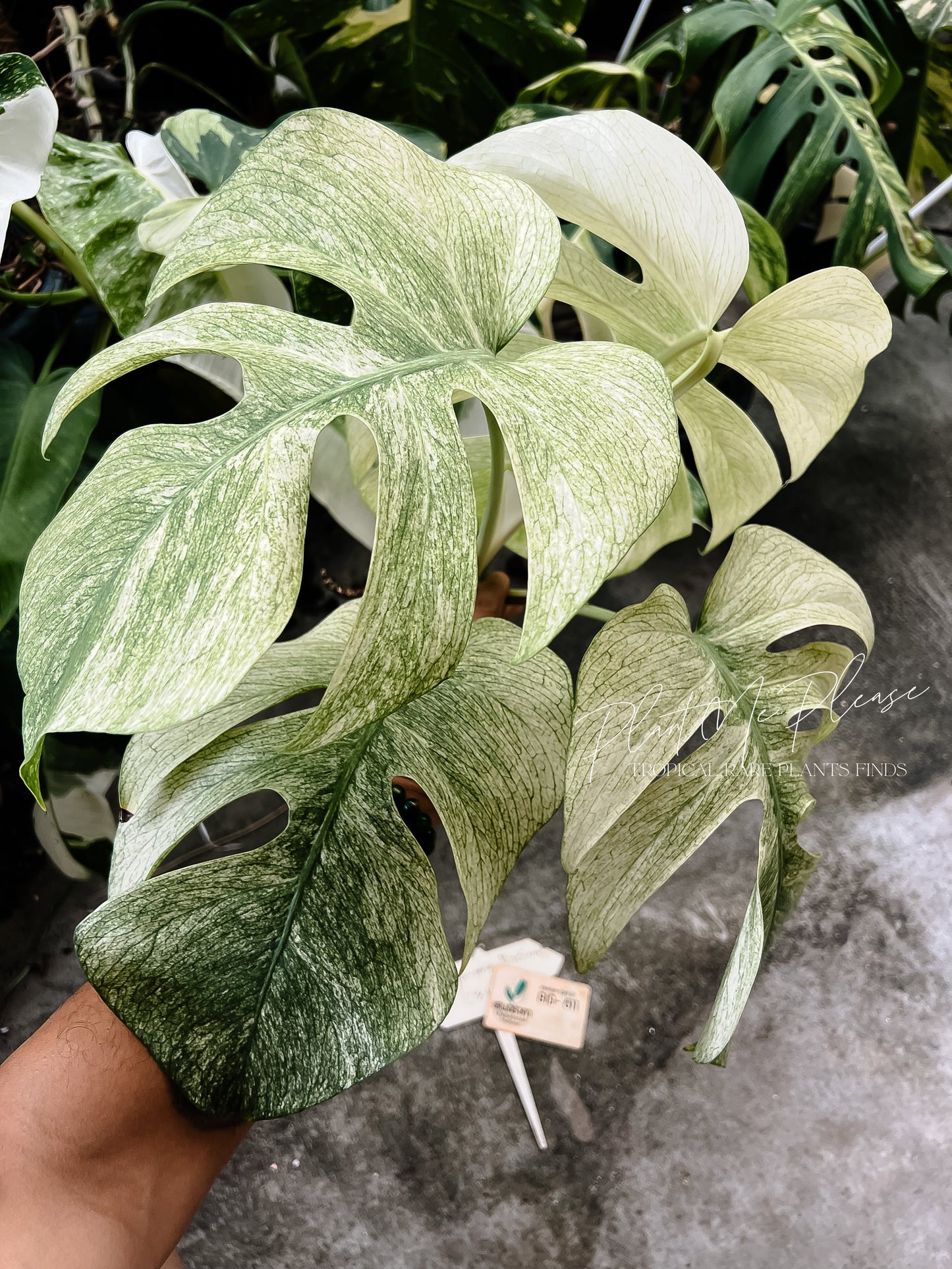 Monstera Deliciosa x Borsigiana Full Mint Variegated