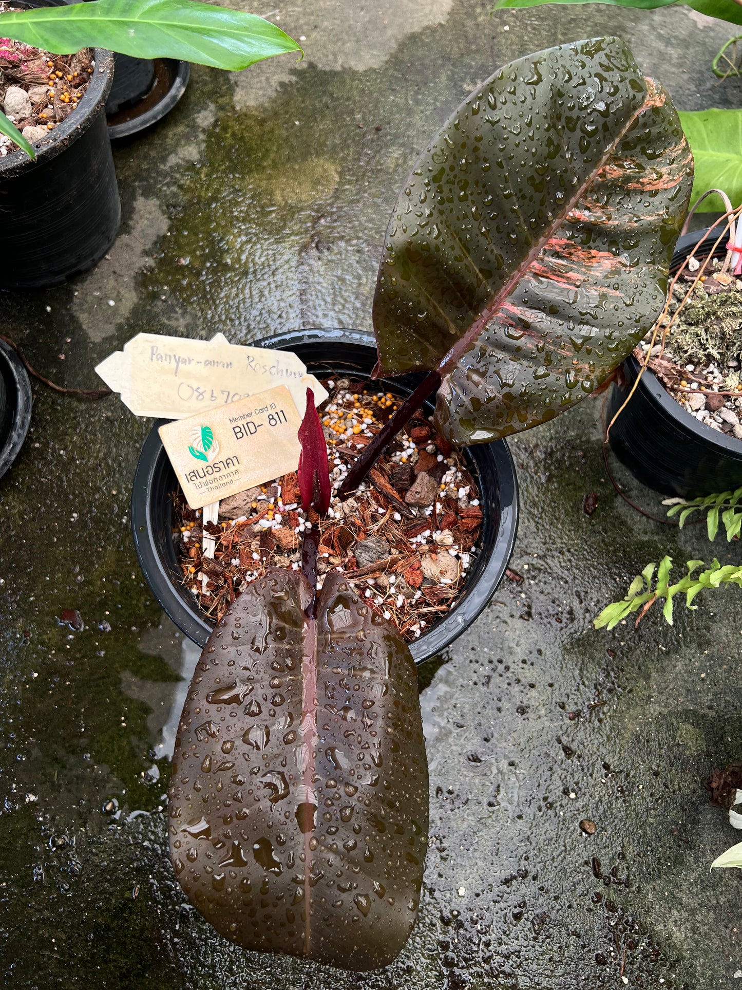 Philodendron Black Cardinal Variegated no.01