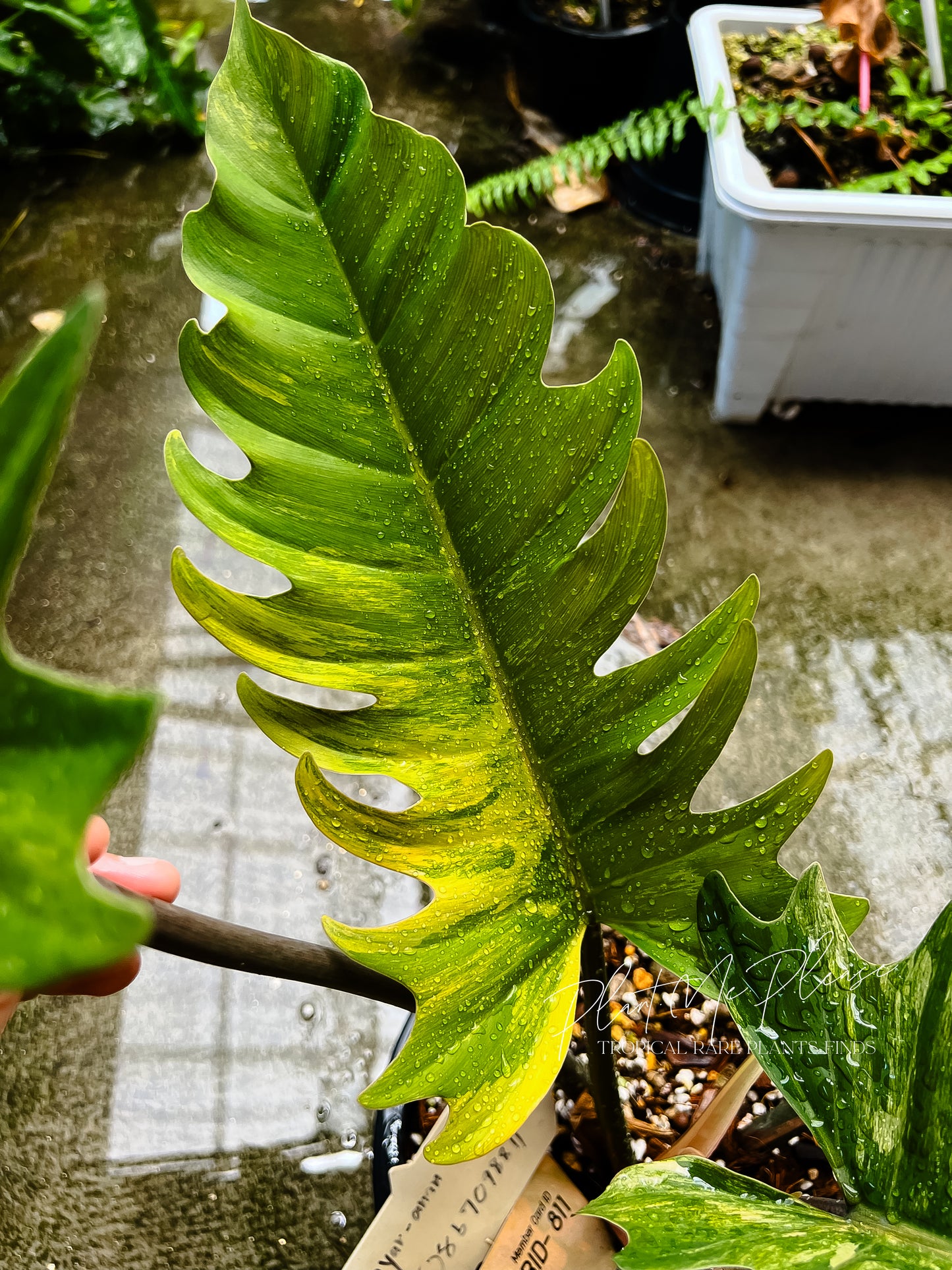 Philodendron Caramel Marble Variegated