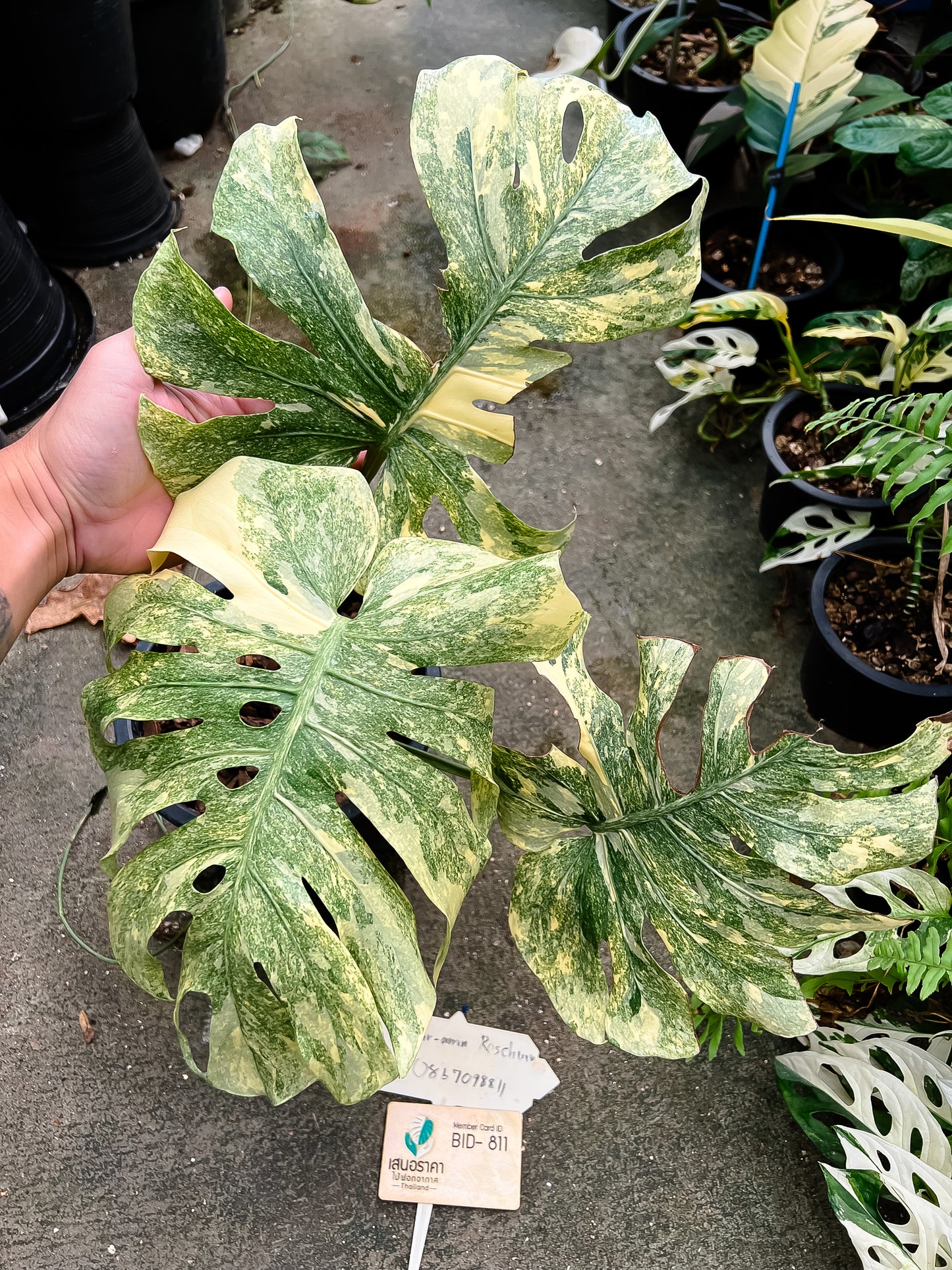 Monstera Deliciosa Legacy