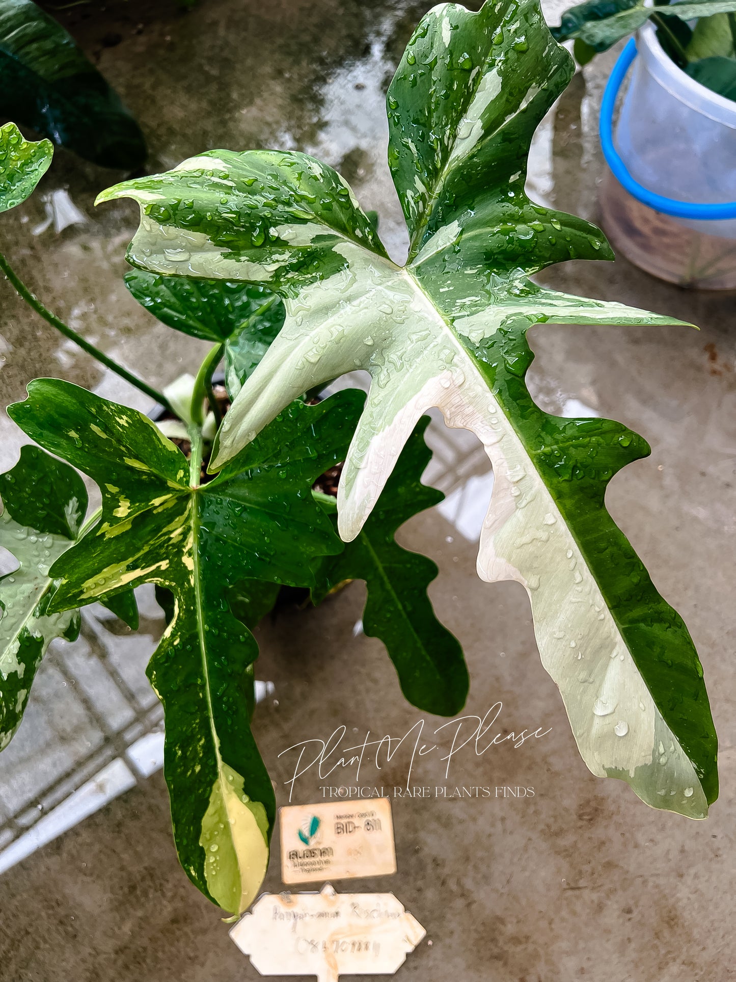 Philodendron Golden Dragon Variegated