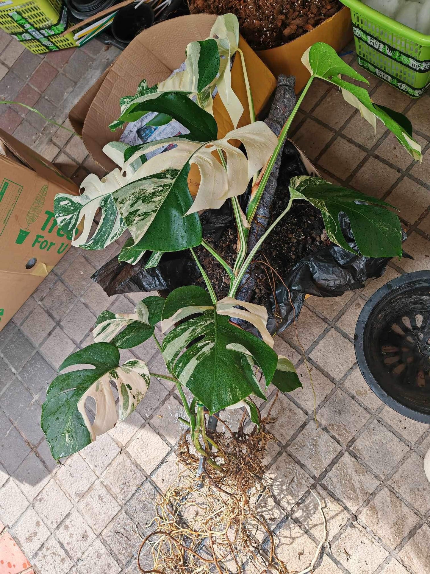 Monstera Borsigiana Albo Variegated