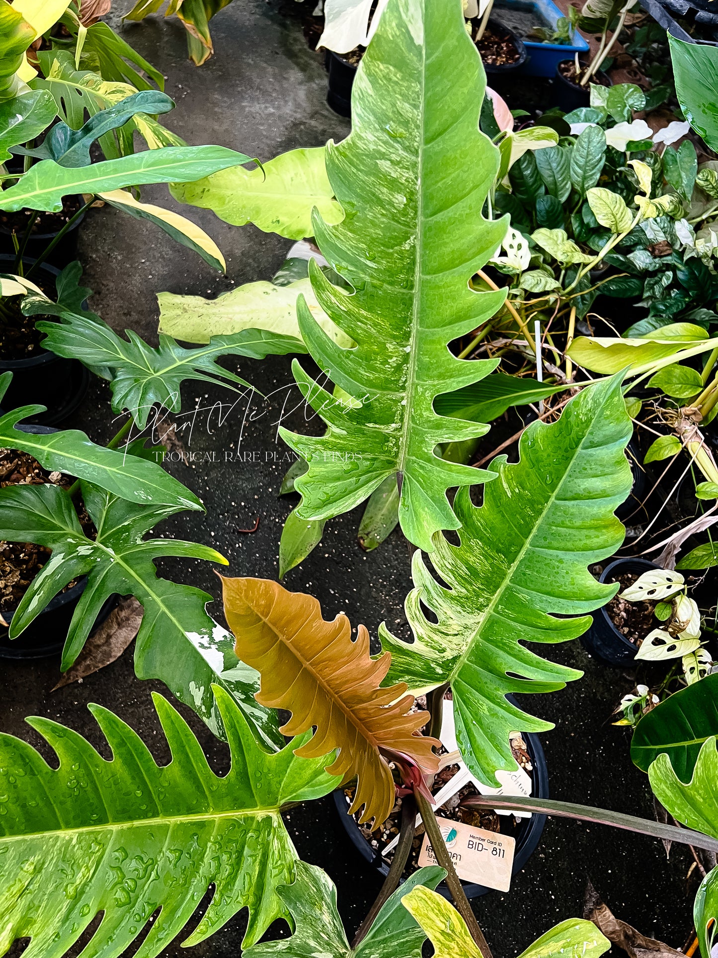 Philodendron Caramel Marble Variegated